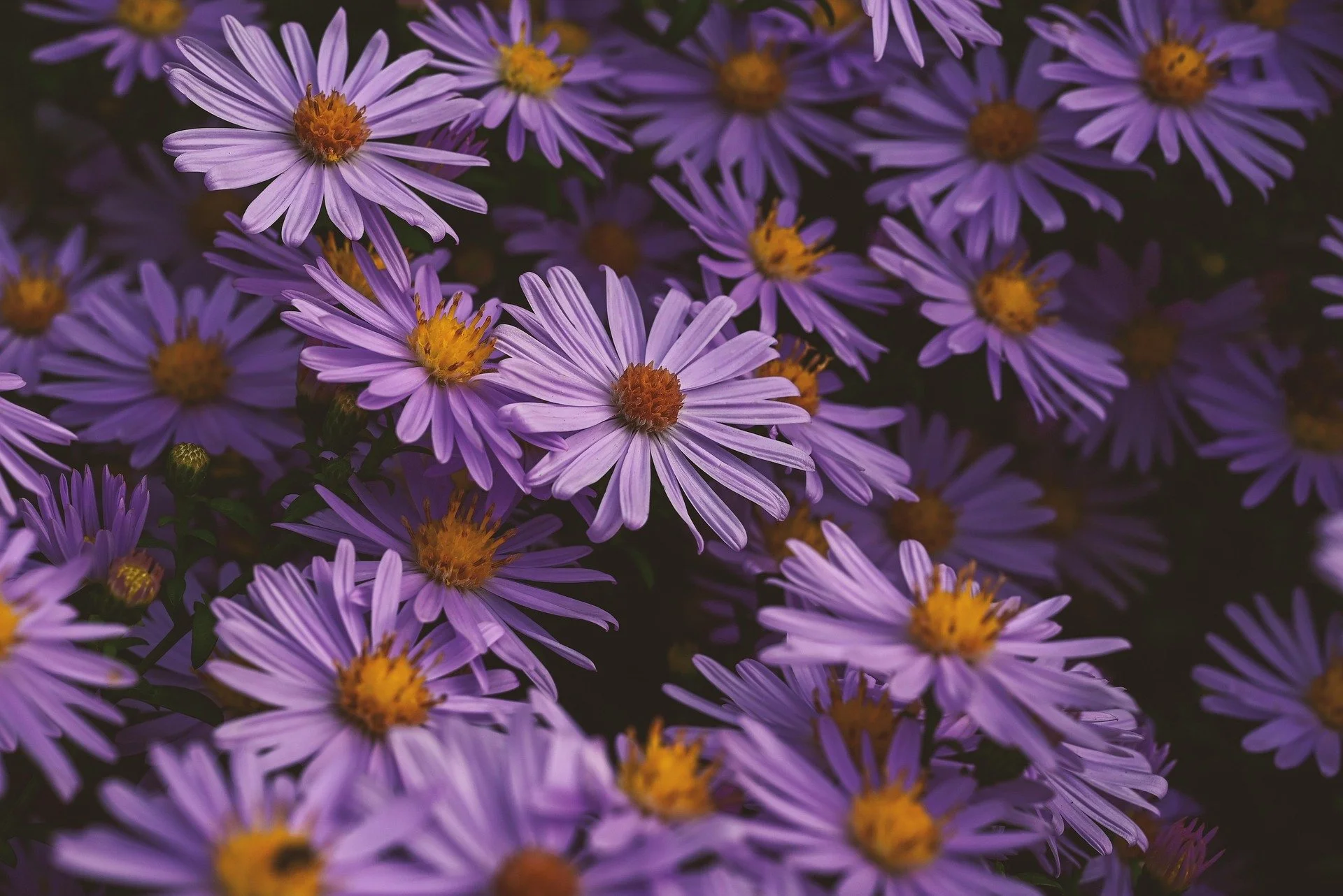 smooth aster Akir Varga.jpg