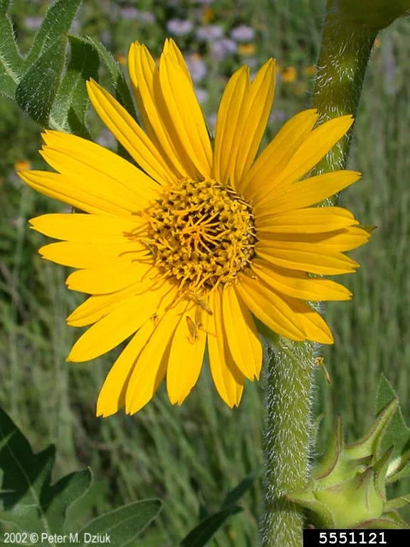 compassplant for 2.jpg