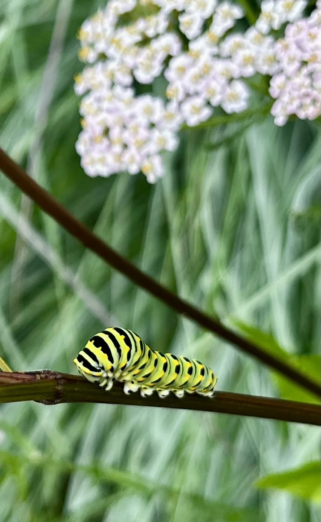 Native plant meadow Black swallowtail caterpillar host plant dill fennel Golden alexanders zizia aurea near me Grand Rapids Grand Haven East Grand Rapids Ada Rockford, MI nursery. Native plant garden design. Native plant meadowscaping meadow install.