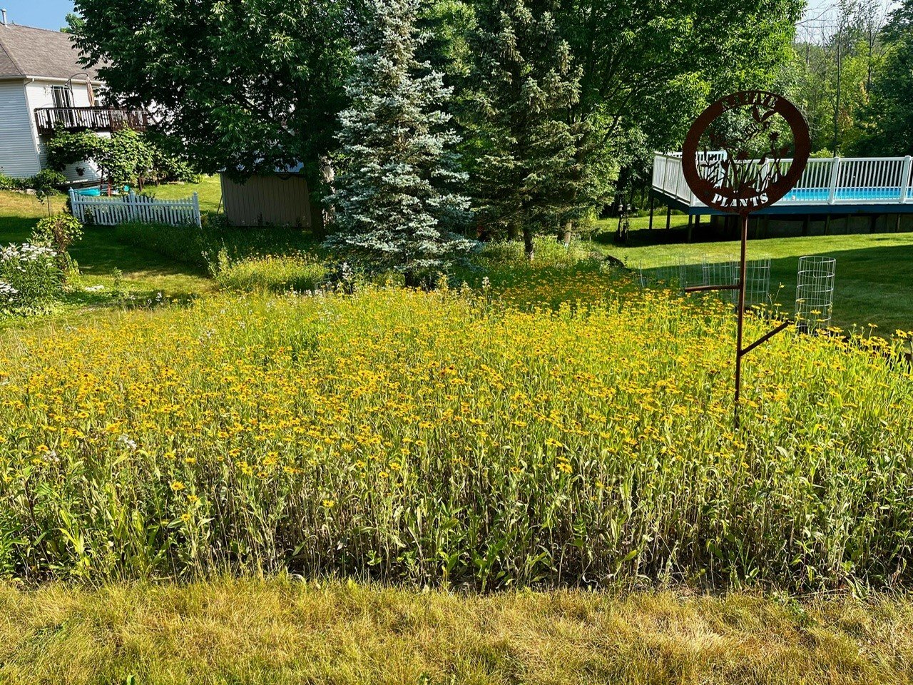 meadow early summer.jpg