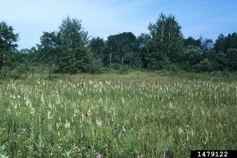 Culver's root Alex Katovich, Bugwood.org.jpg