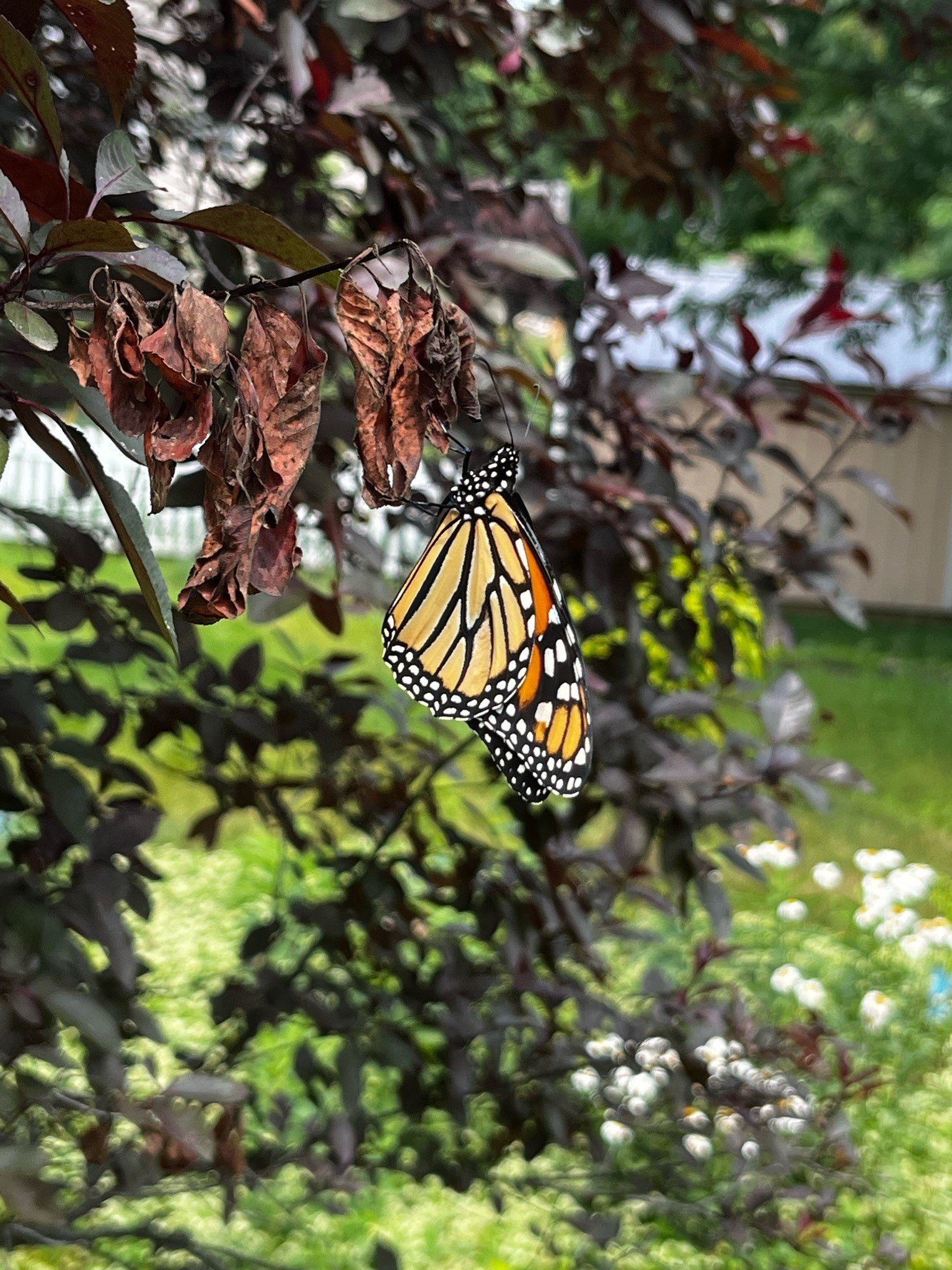 Monarch butterfly.jpg