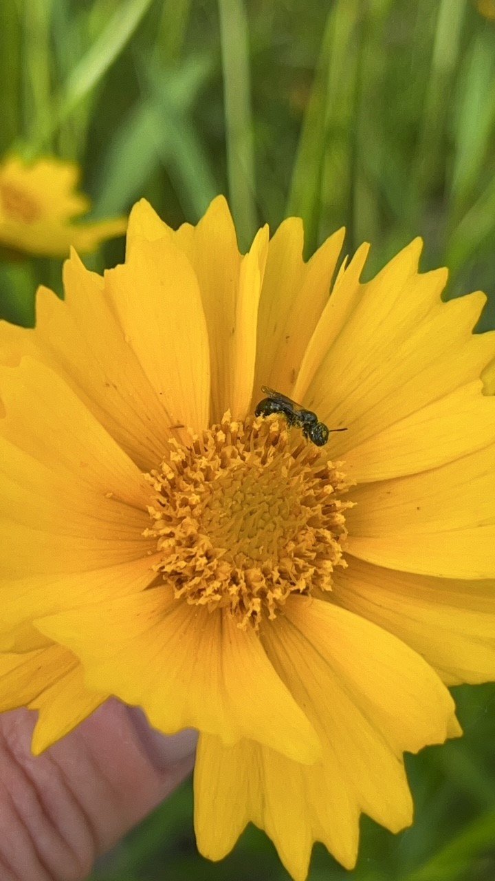 lanceleaf coreopsis.jpg