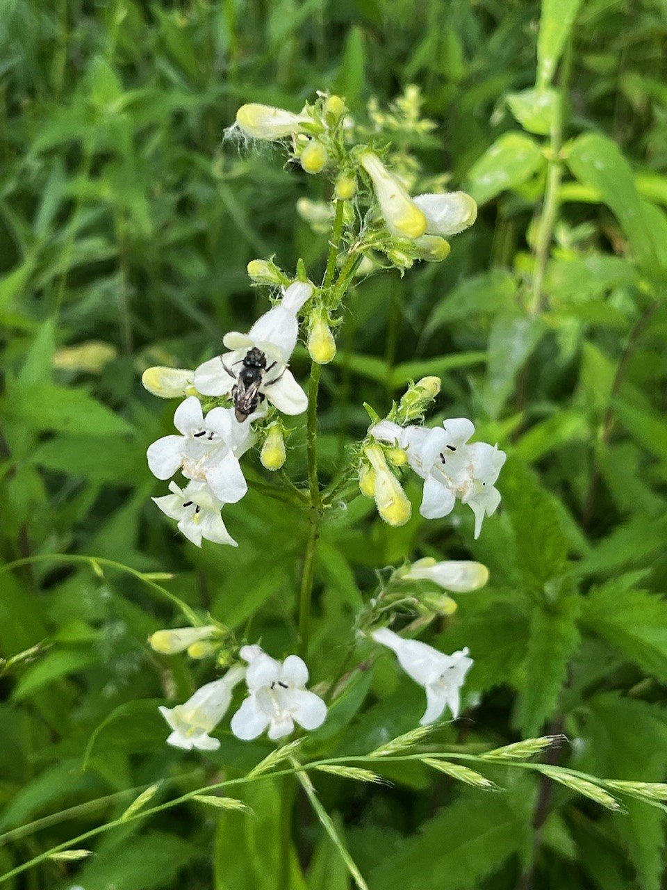 Penstemon digitalis.jpg
