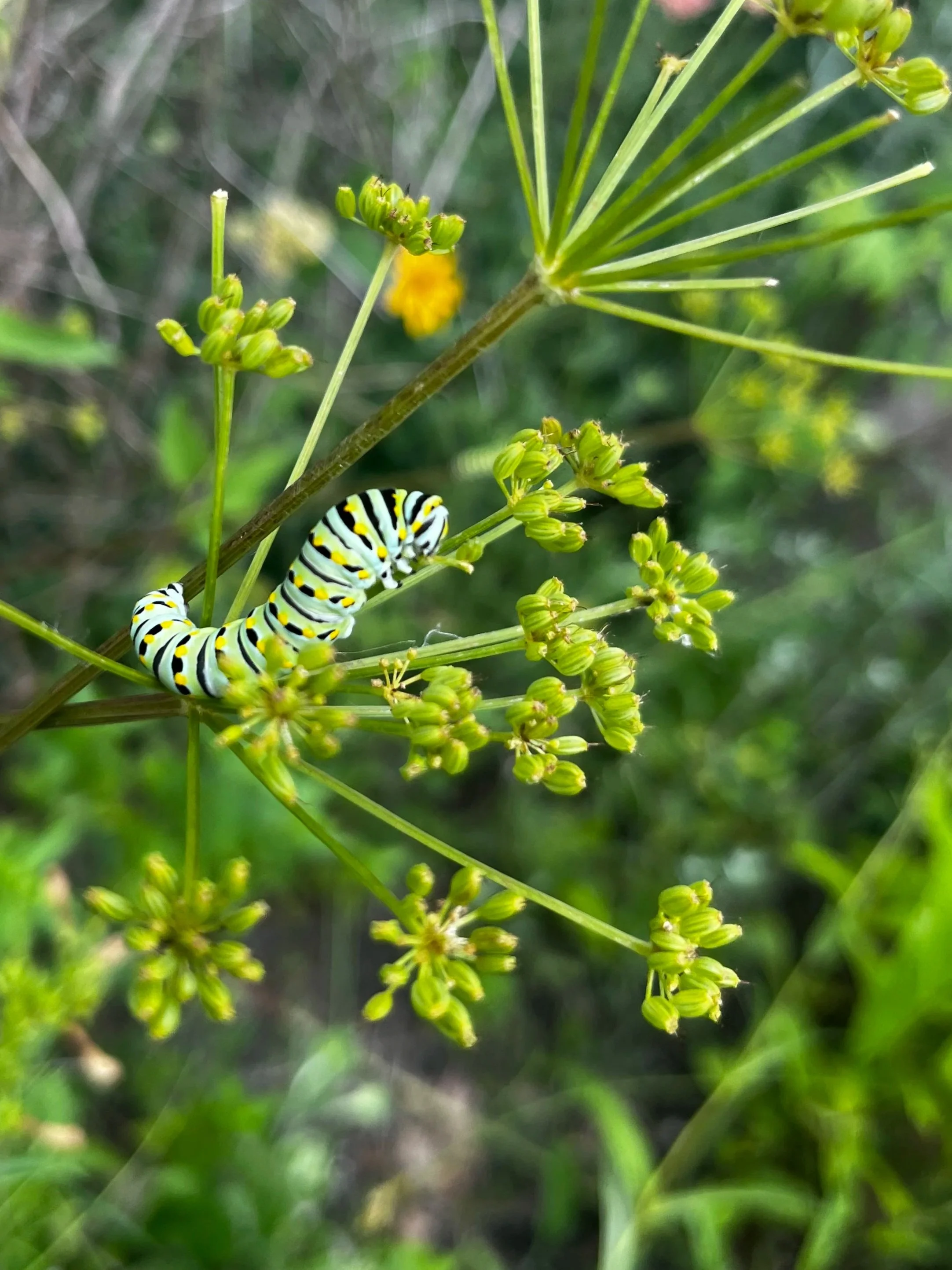 Black swallowtail caterpillar host plant zizea aurea Golden alexander's dill fennel buy native plants in Grand Rapids Ada Rockford, MI. Native plant nursery. Where to buy native plants in Michigan. Buy Zizea aurea Golden Alexanders in Michigan.