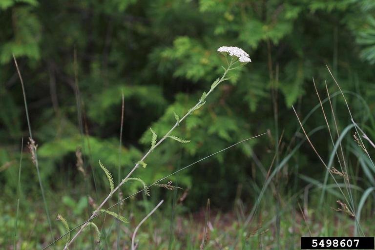 yarrow full.jpg