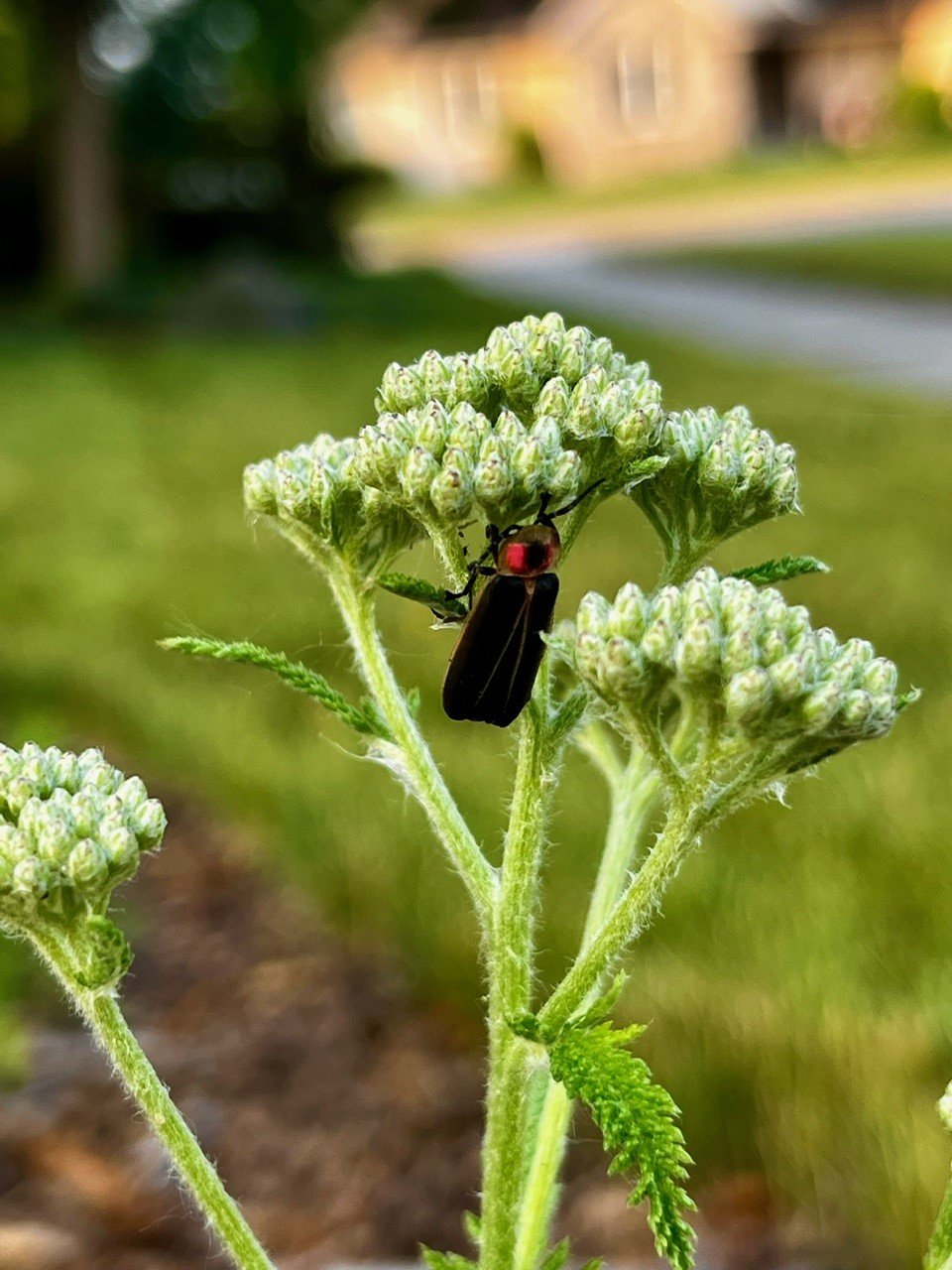 yarrow.jpg