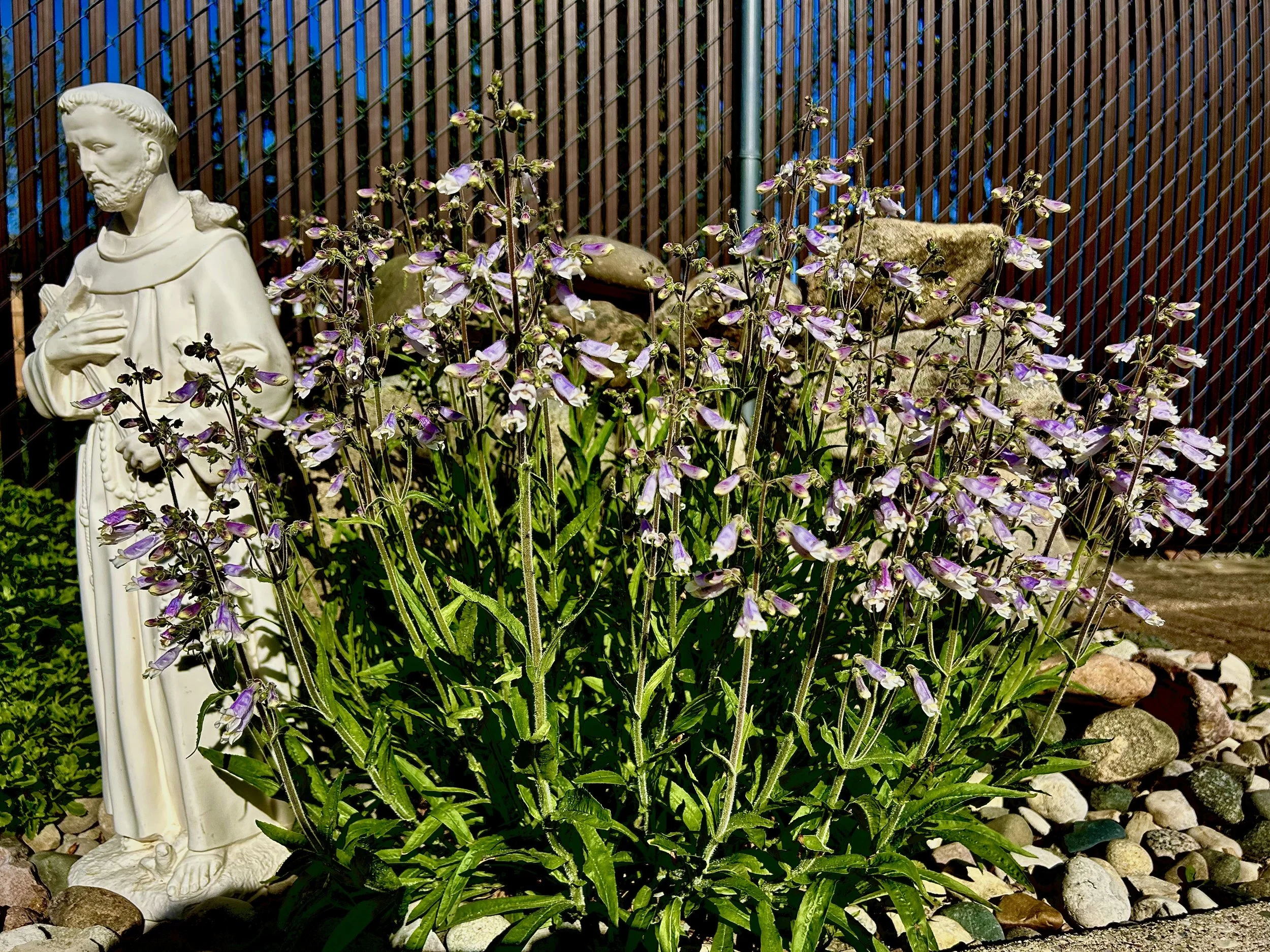 Penstemon hirsutus - Hairy beardtongue