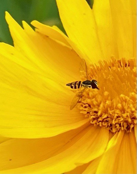 lance-leaf coreopsis.jpg