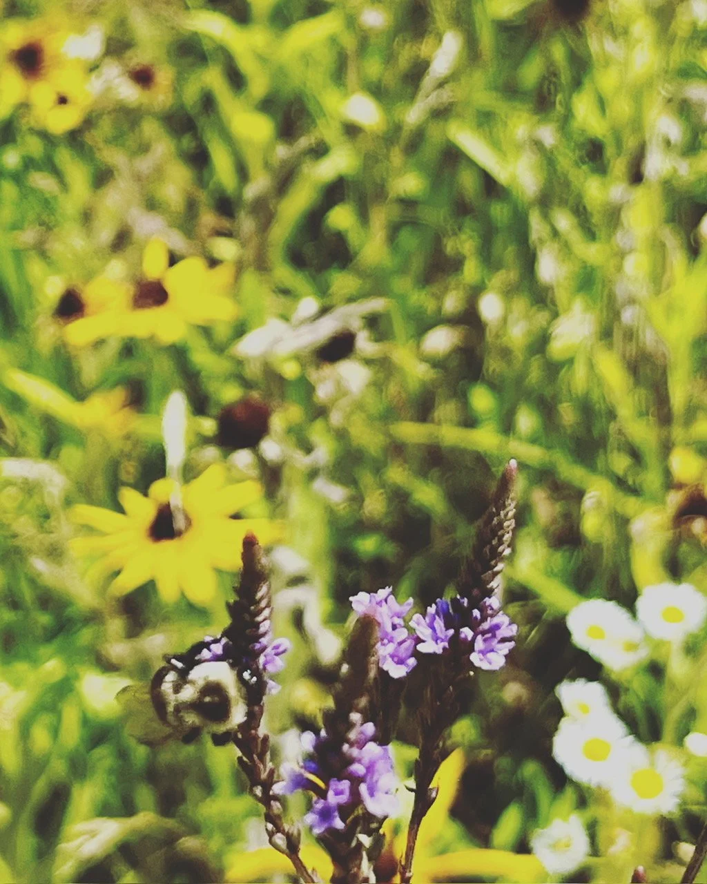 Verbena hostata - Blue vervain (qt)