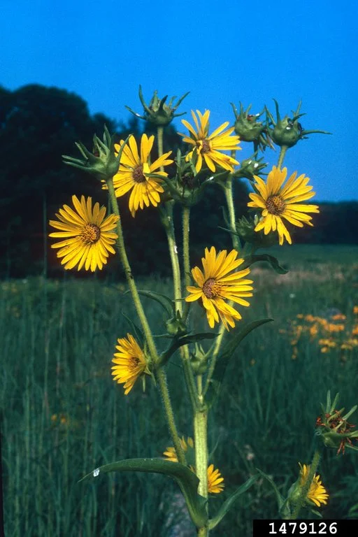 compassplant for1.jpg