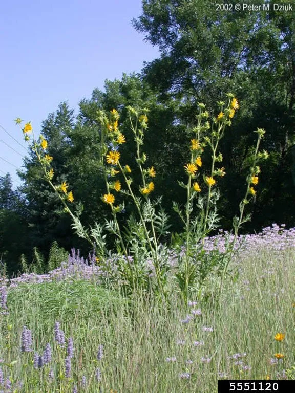 compassplant for4.jpg