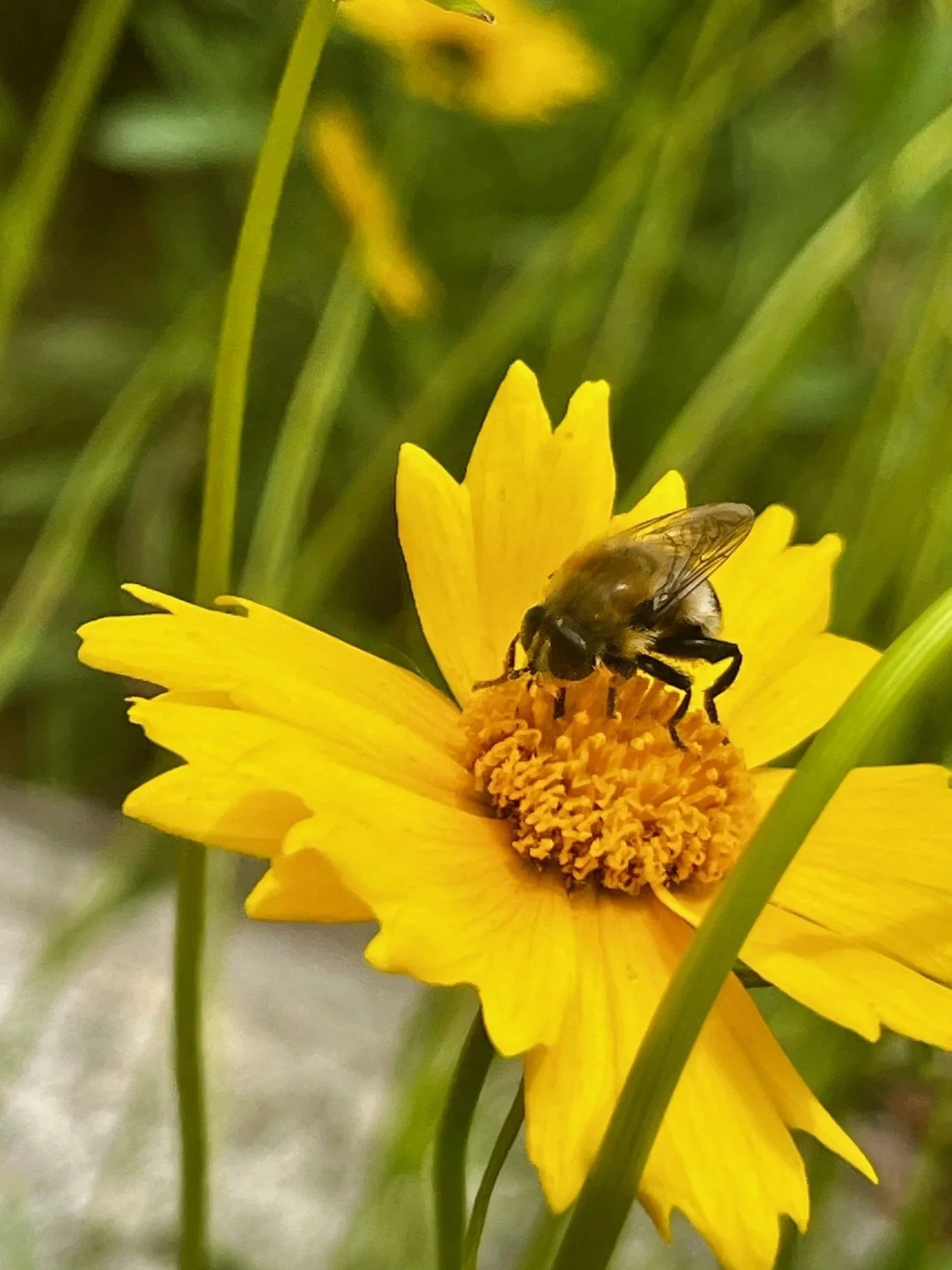 Native plant nursery near me Grand Rapids Michigan. Coreopsis lanceolata tickseed coreopsis prairie coreopsis native coreopsis Michigan. Native plant pollinator garden install in Grand Rapids Ada Rockford East Grand Rapids Grand Haven Michigan.