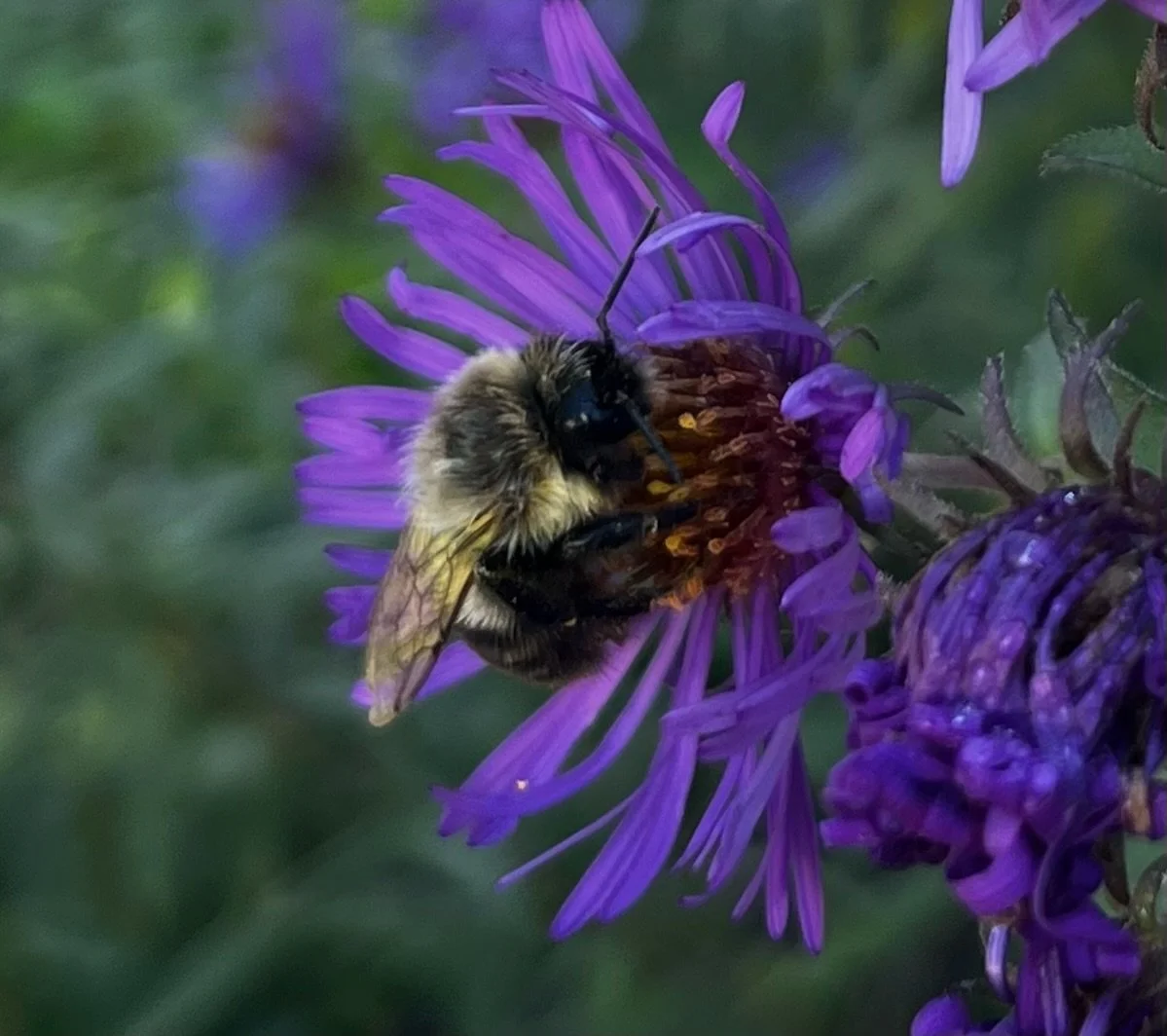 A close-up of a bee collecting nectar from a purple aster flower.