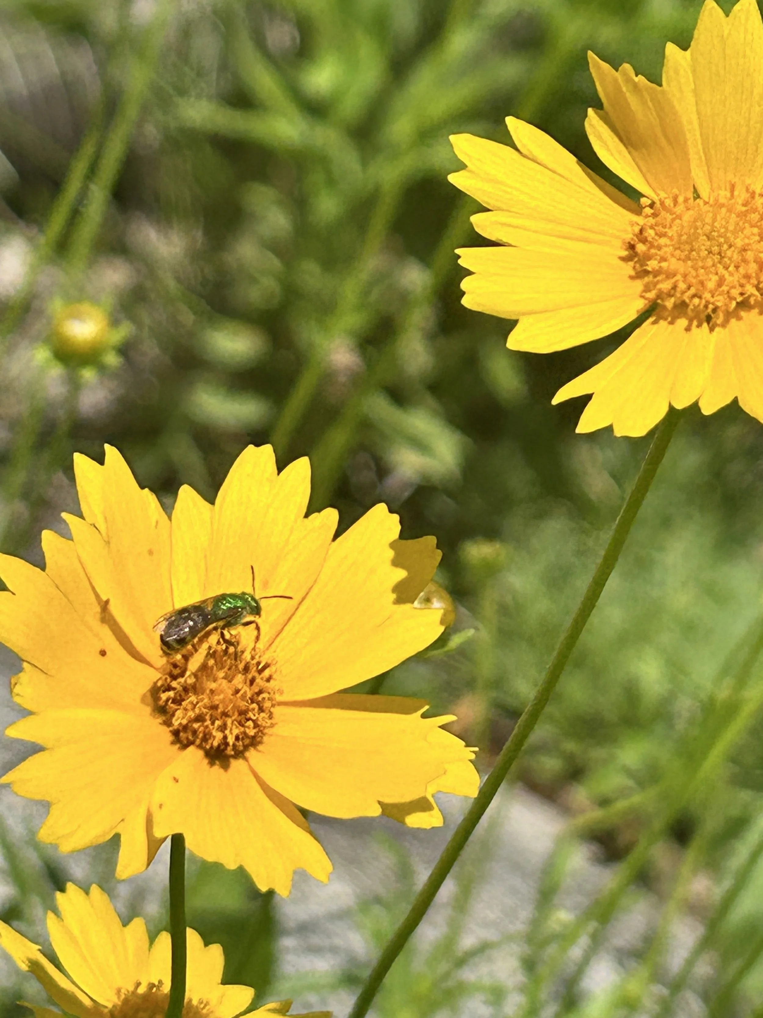 Coreopsis lanceolata - Lance-leaf coreopsis aka Sand coreopsis