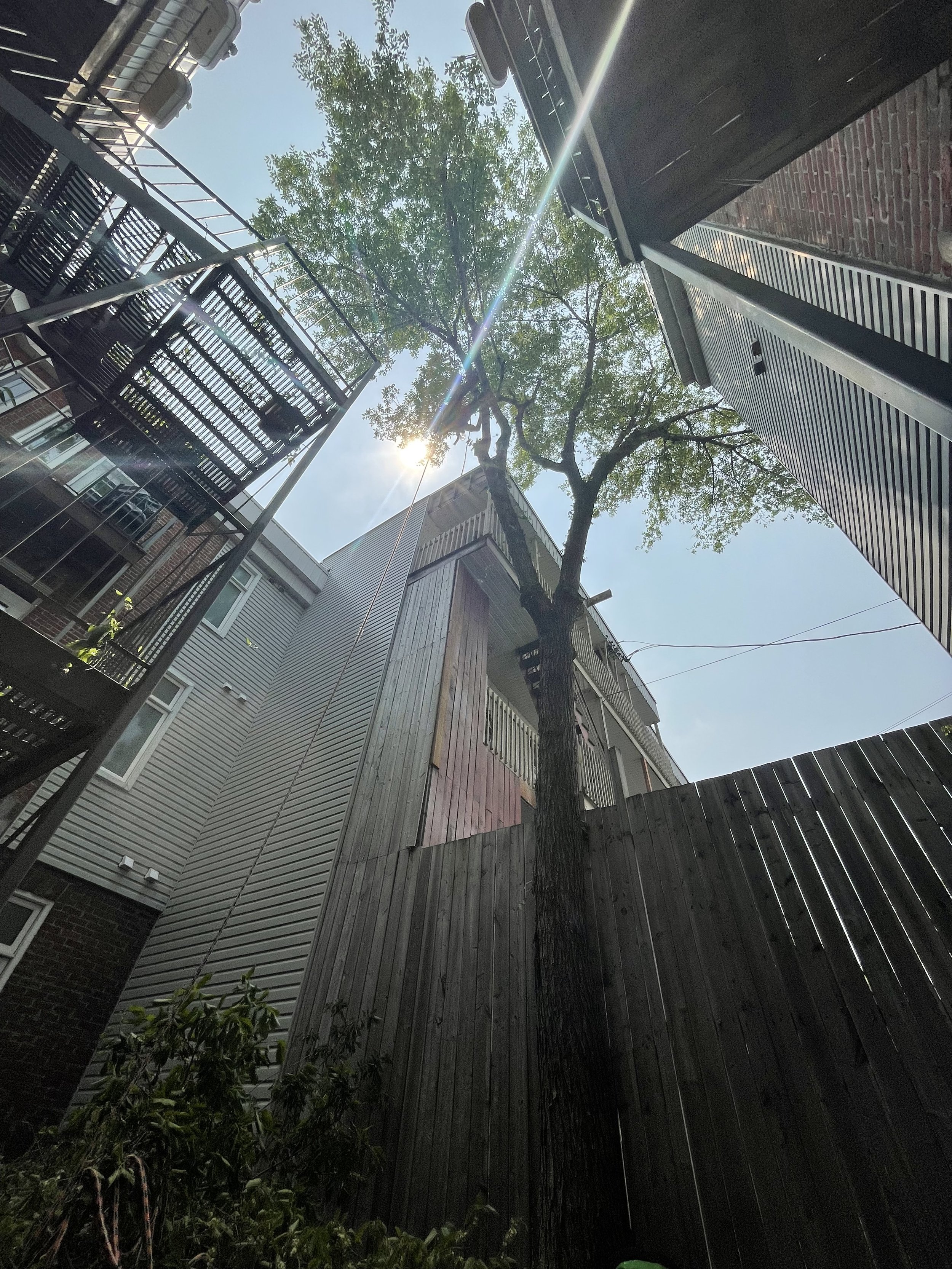 Élagage 04/06/2025