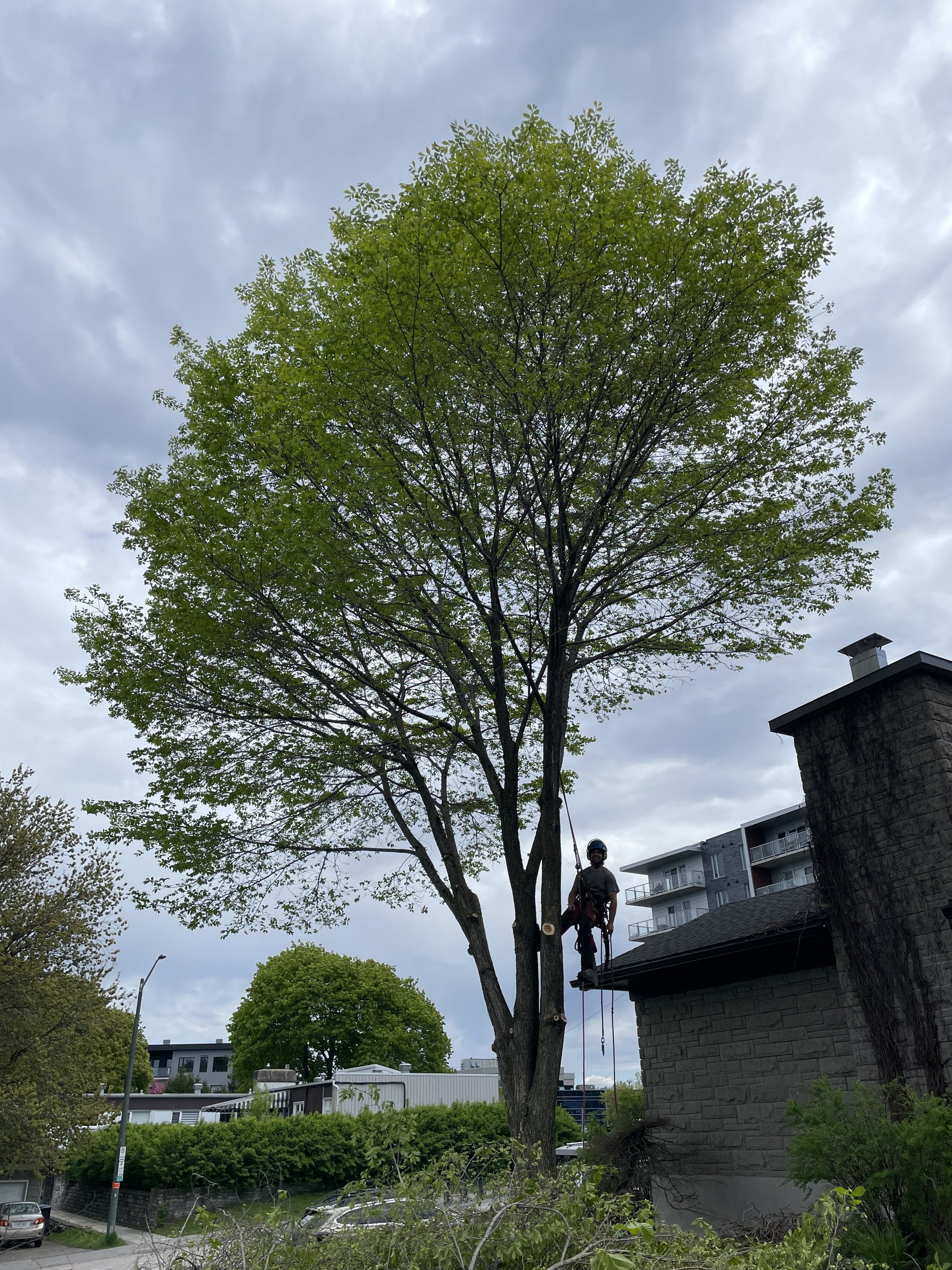 Élagage 26/05/2025