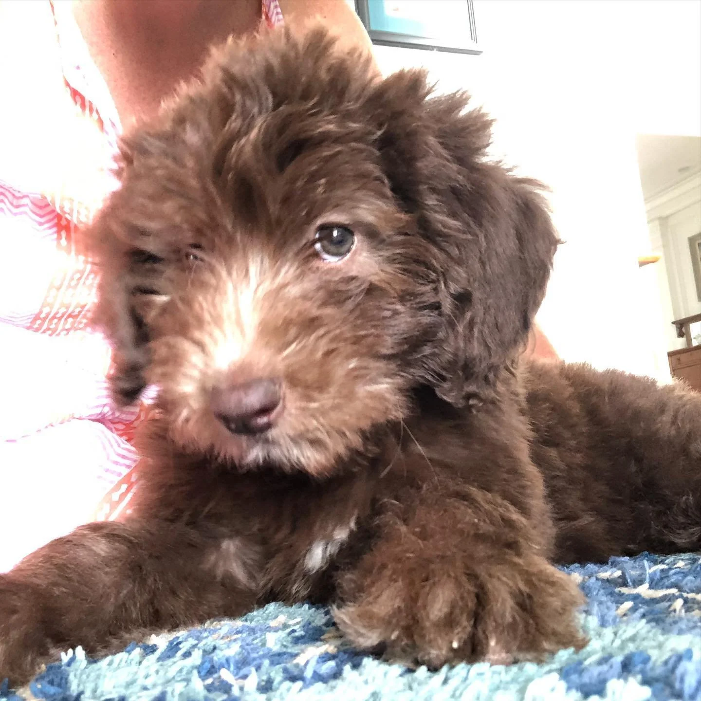 Meet Maple 💛🍁💛