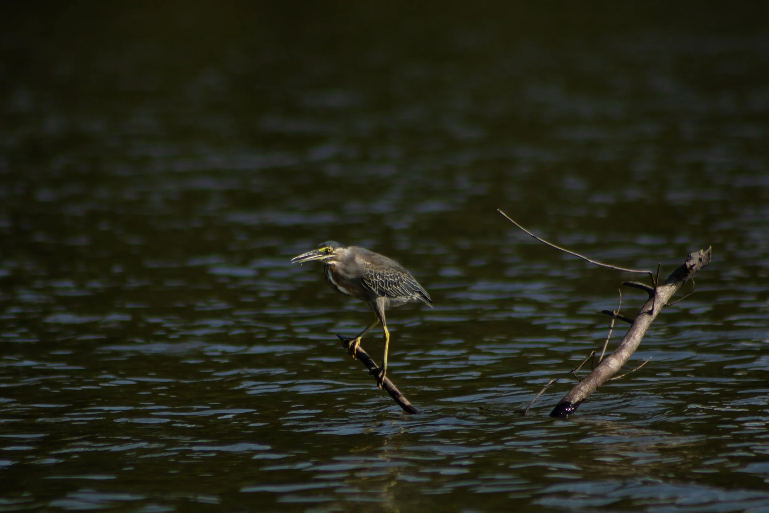 Middle Of The River