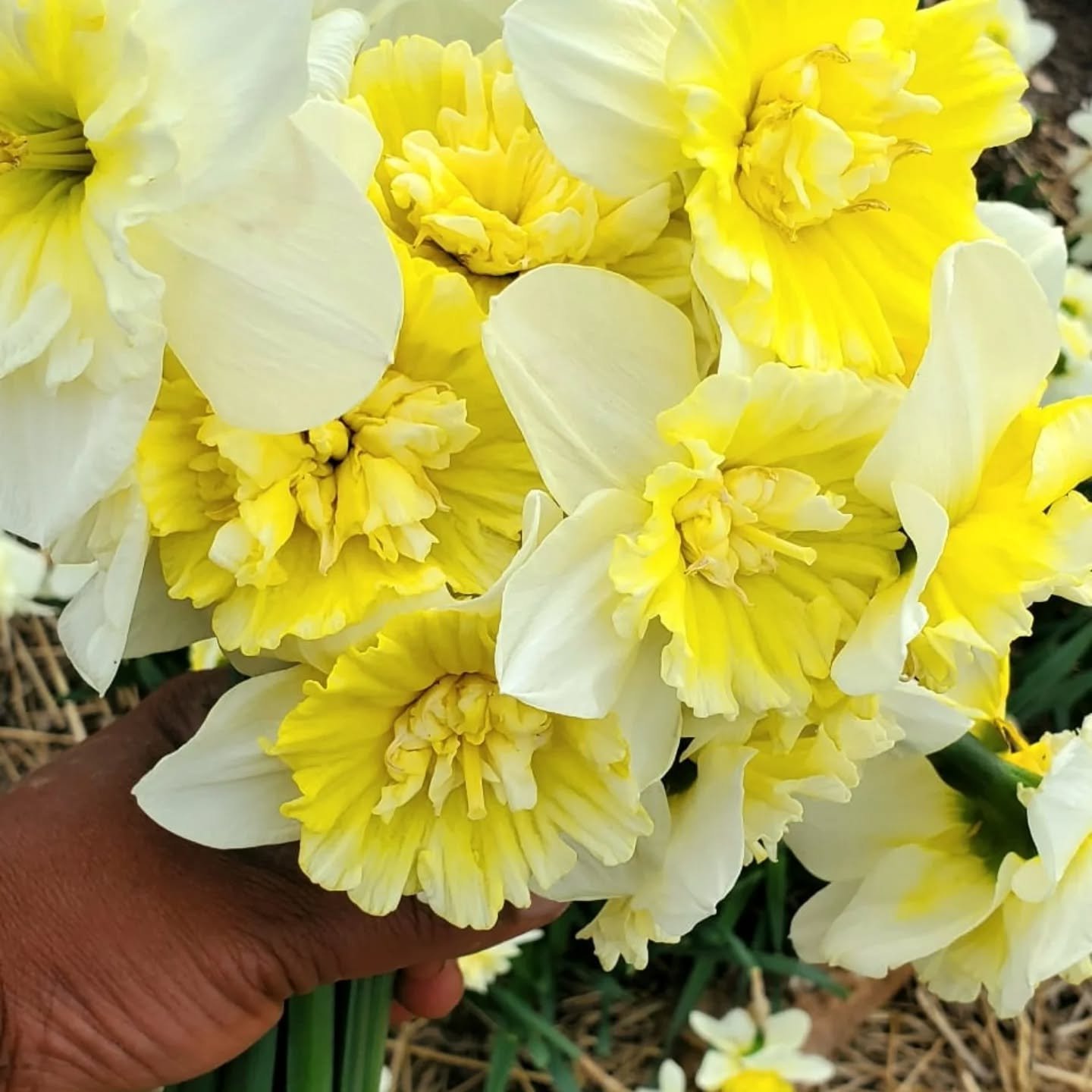 SPRING FLING ALERT!

Our farm is bursting with color as our stunning Narcissus 'Ice King' blooms finally unfurl!

Get ready to swoon over these gorgeous,  flowers with creamy yellow centers!

#SpringVibes #FlowerFarm #Narcissus #IceKing #Blooms #Flow