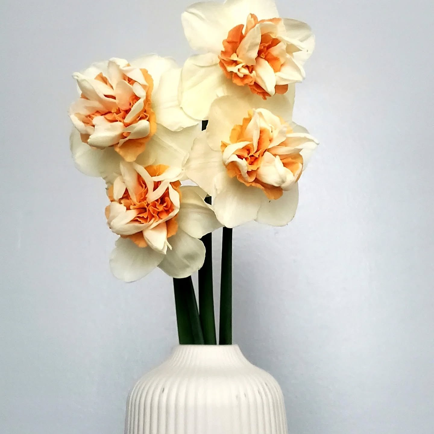 NARCISSUS REPLETE ALERT! We're OBSESSED with these gorgeous double blooms! Don't miss out! Get your hands on these beauties before they're gone! Head to https://www.bloomsbyfloribunda.com NOW! Limited stock available! #NarcissusReplete #SpringBlooms 