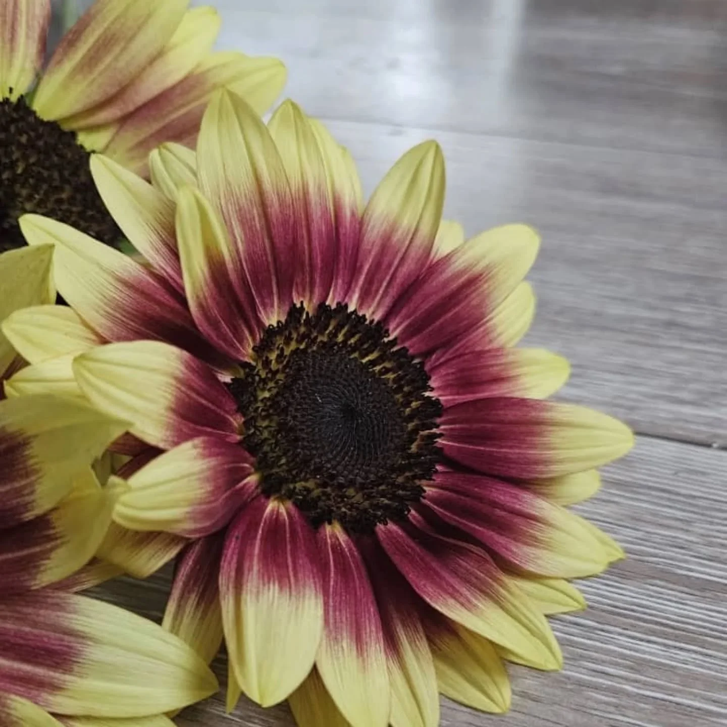 Following the sun....which one is your favorite sunflower?