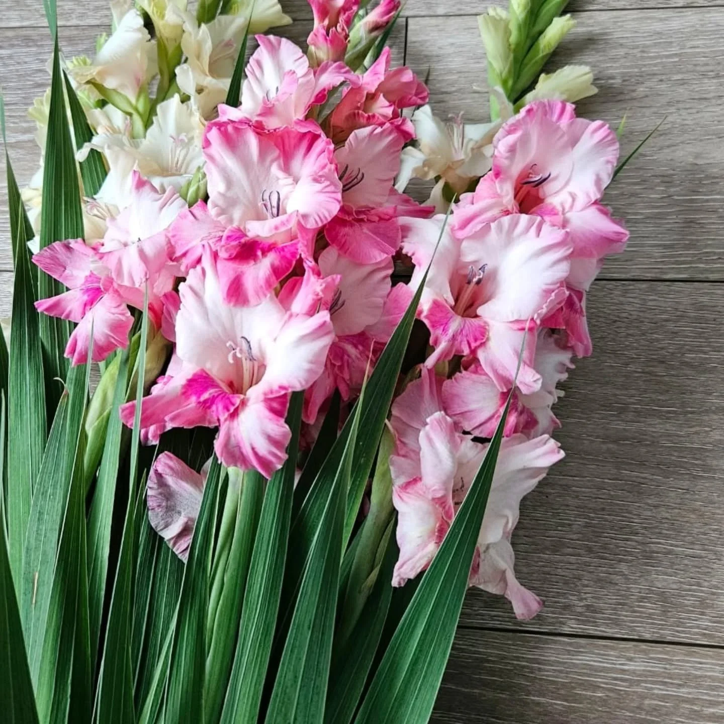 Oh what a show stopper....GLADIOLUS...Love at first sight