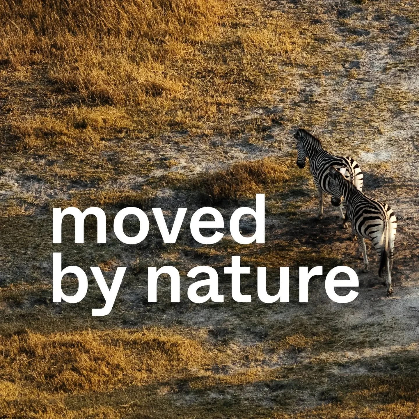 moved by nature

Creating inspirational and groundbreaking stories for enquiring minds everywhere.

We are Stay Wild Studio.

#staywild #wildlifefilmmaker #nhu #wildlifefilmmaker #filmproduction #filmproducer #wildlifephotography #naturephotography #