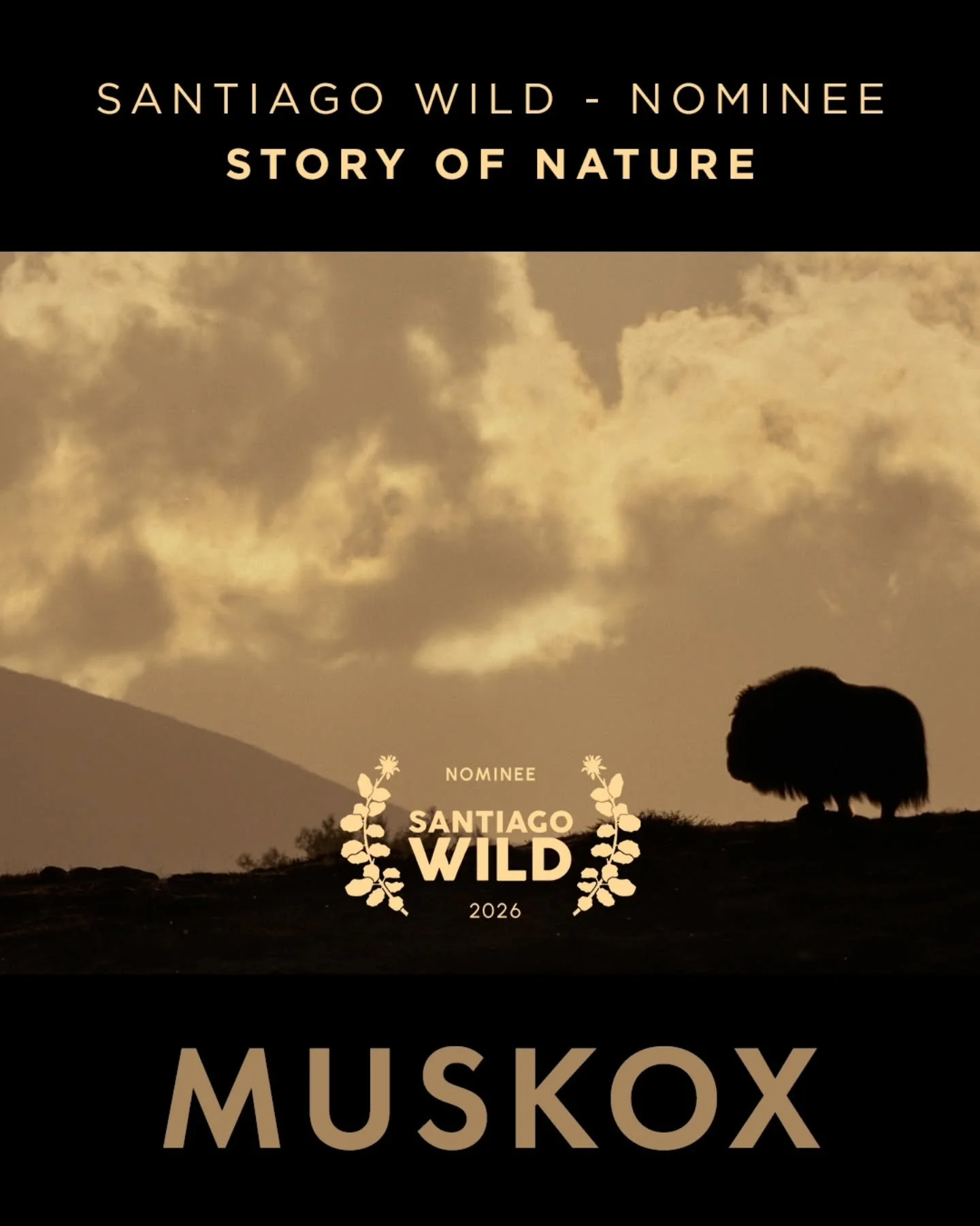 MUSKOX &mdash; Nominated at the Santiago Wild Film Festival 2026 🌿🎬 @santiagowildfest

🎥 Story of Nature &mdash; Nominee
🌿 Beauty of Nature &mdash; Nominee

Screening information coming soon.
🎟️ Tickets via&nbsp;ticketmaster.cl

Years in the mak