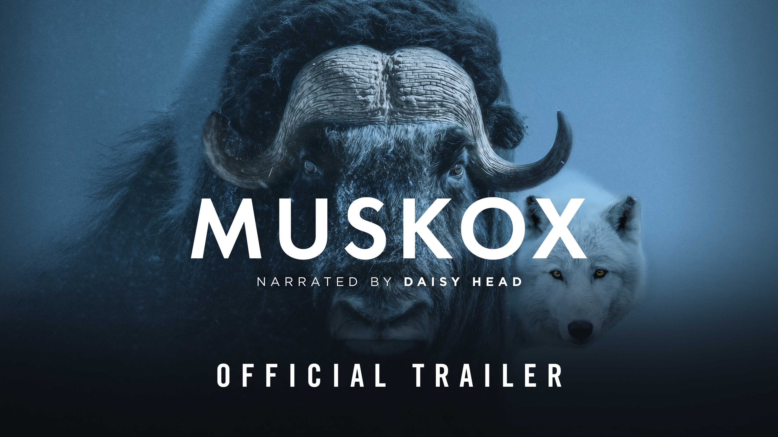 MUSKOX — Official Trailer Released This #EarthDay