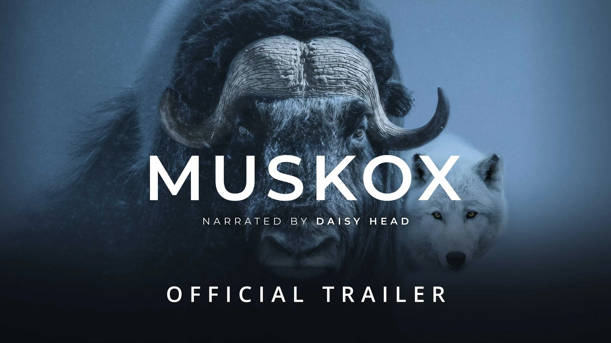 ‘Muskox: Survival in the Arctic’ — Official Trailer Released This #EarthDay