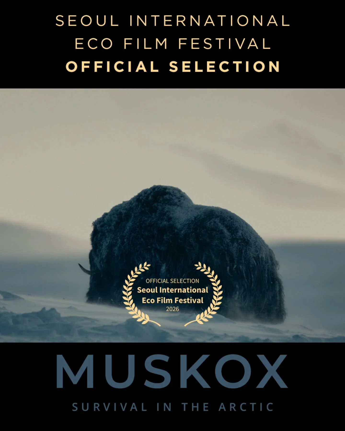 Muskox: Survival in the Arctic at the Seoul International Eco Film Festival 2026 🌿🎬

Muskox: Survival in the Arctic&rsquo;s festival journey continues! We&rsquo;re proud to announce that the film will have its Asian Premiere as an Official Selectio