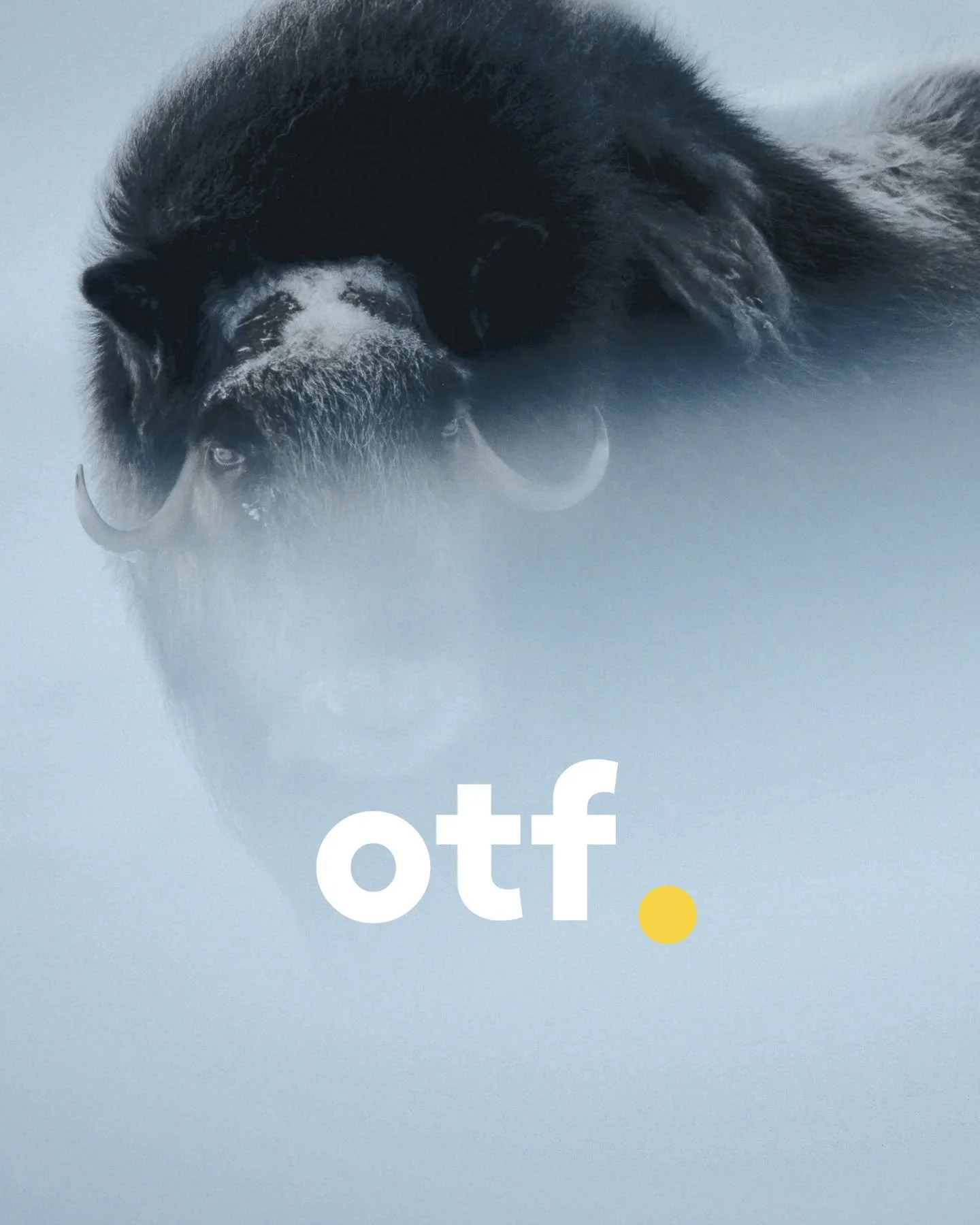 Muskox: Survival in the Arctic&rsquo; Acquired by Off the Fence for Worldwide Sales

We&rsquo;re proud to announce that Muskox: Survival in the Arctic has been acquired by @offthefencebv for worldwide sales.

Known for Netflix&rsquo;s BAFTA- and Osca