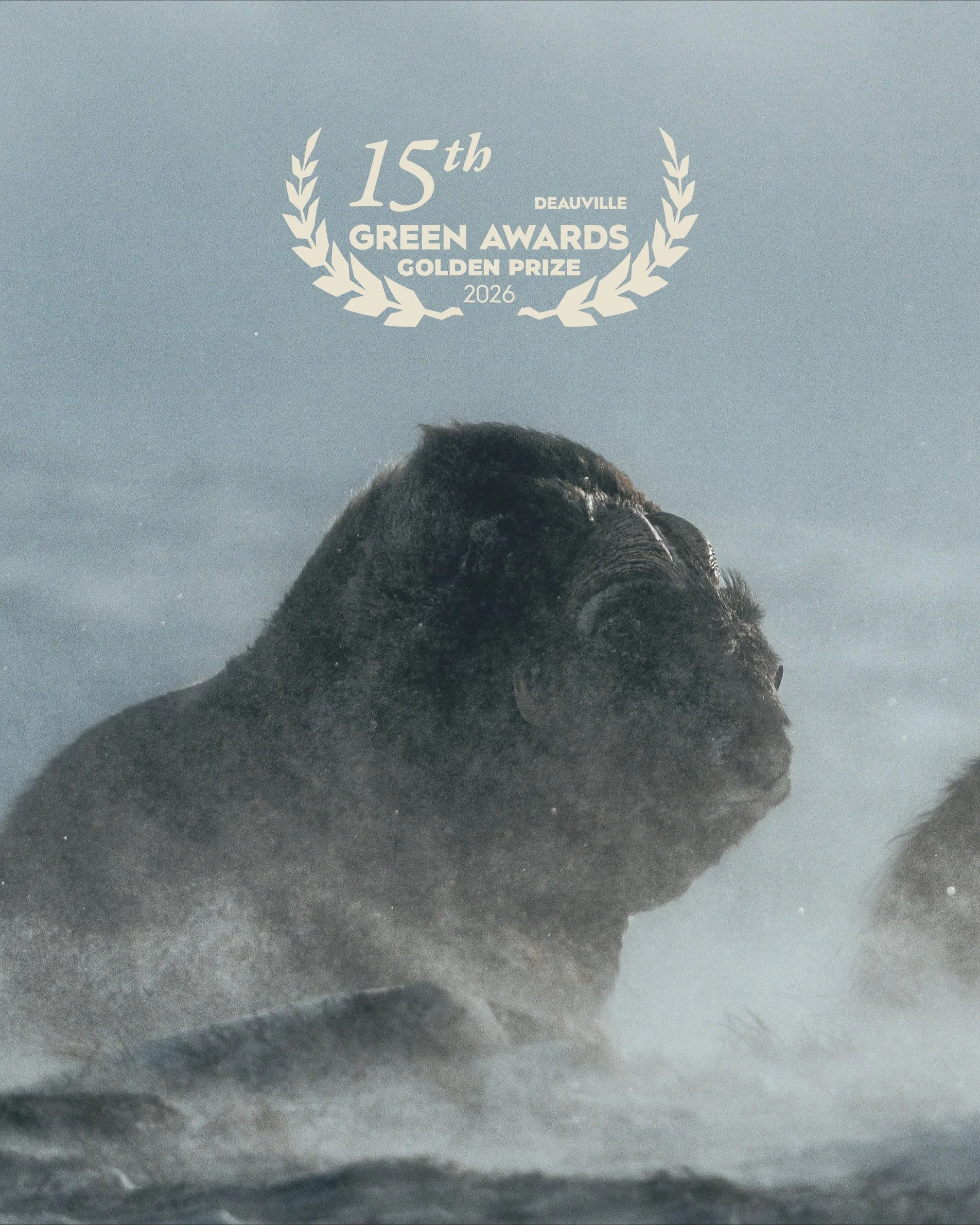 Gold for ‘Muskox: Survival in the Arctic’ at Deauville Green Awards