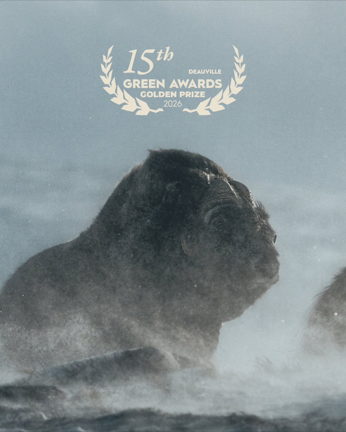 Muskox: Survival of the Arctic wins GOLD!&nbsp;🎉

We're incredibly happy to share that Muskox: Survival of the Arctic has received a Gold Award at the Deauville Green Awards 🎉&nbsp;

This film has been a very special journey &mdash; one that took u