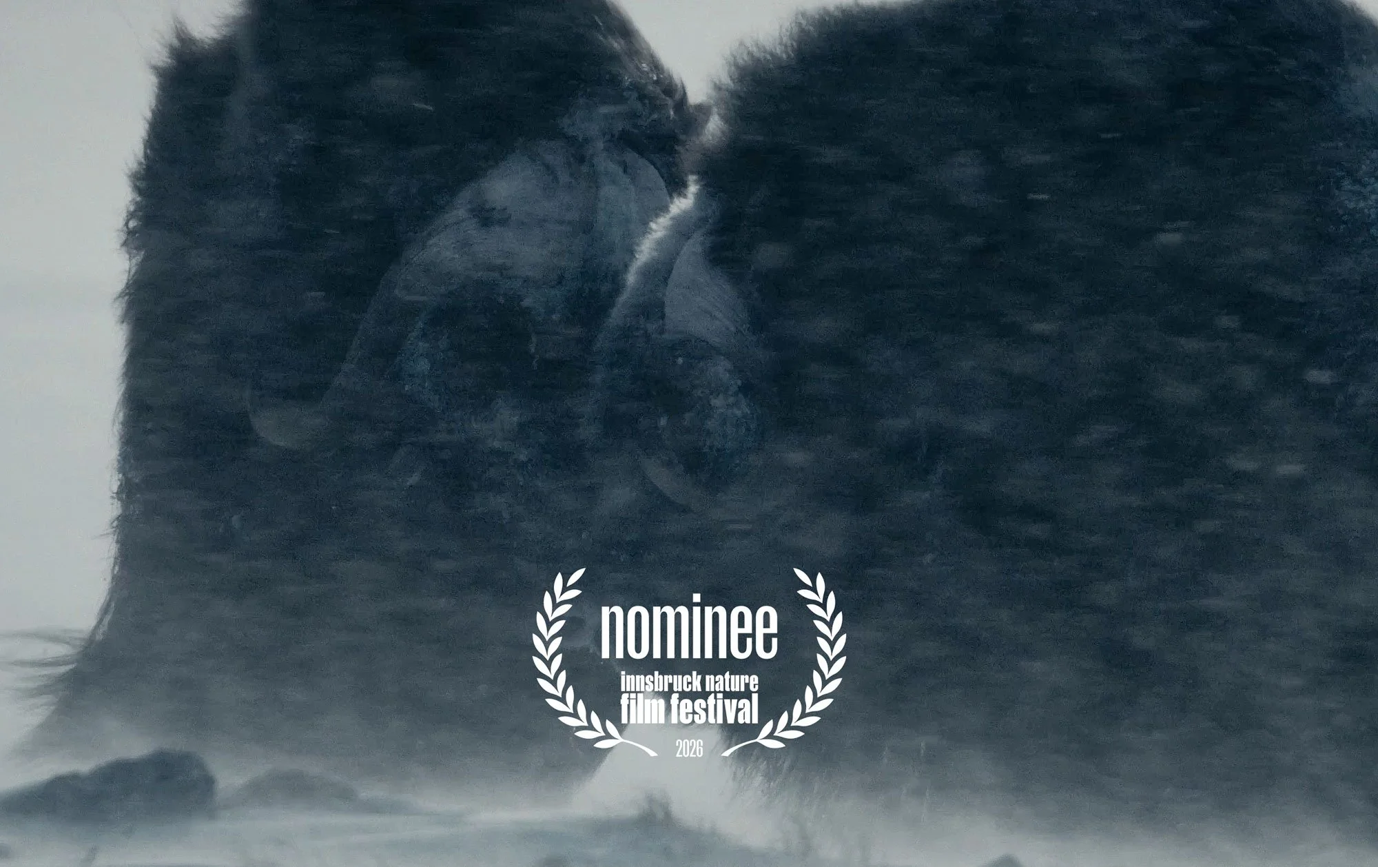 Muskox: Survival in the Arctic Nominated at Innsbruck Nature Film Festival