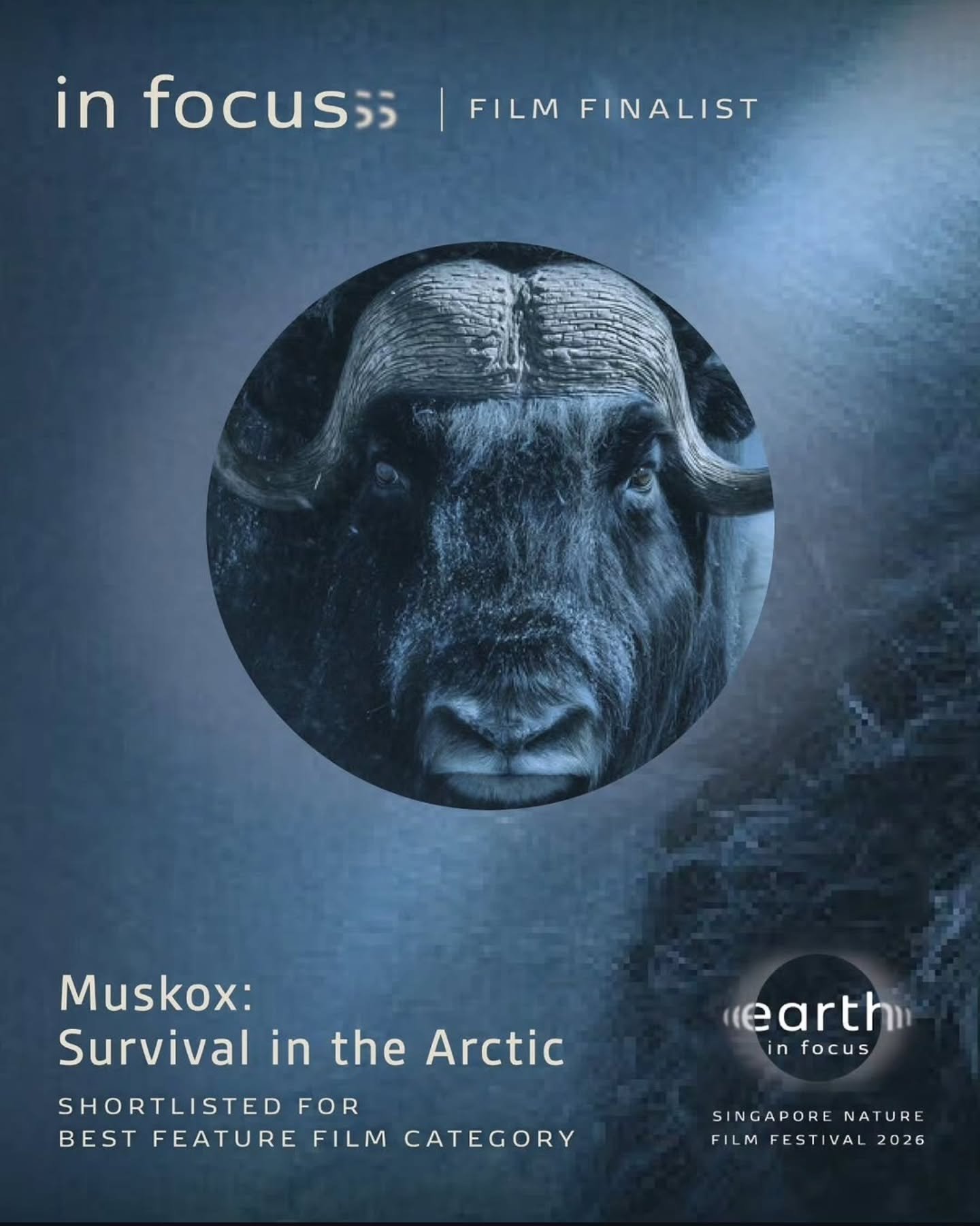 We are pleased to announce that Muskox: Survival in the Arctic has received four nominations at the Earth In Focus Singapore Nature Film Festival 2026. 🎬❄️

The film is nominated for:

🏆 Best Feature Film
📷 Best Cinematography
✍️ Best Script
🎧 Be