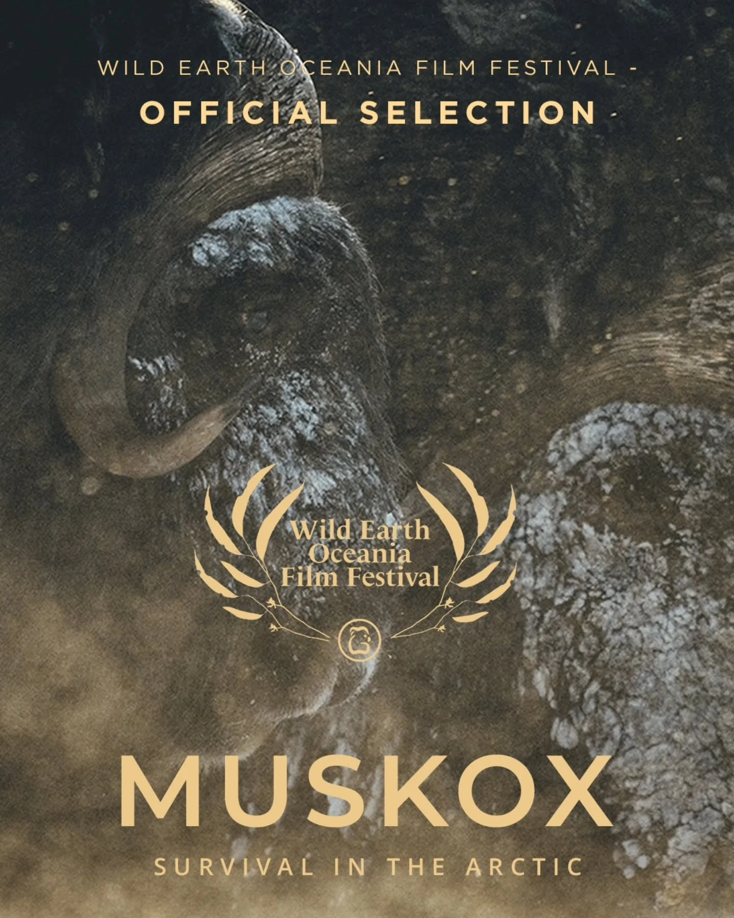 🌏✨ We&rsquo;re delighted to announce that Muskox: Survival in the Arctic will make its Australian debut at the Wild Earth Oceania Film Festival 2026.

We&rsquo;re especially happy to share this story with Australian audiences &mdash; a story of resi