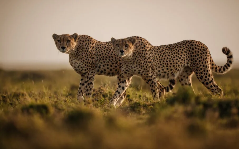 two-leopards-looking-directly-at-the-camera_wresized_w906.jpg