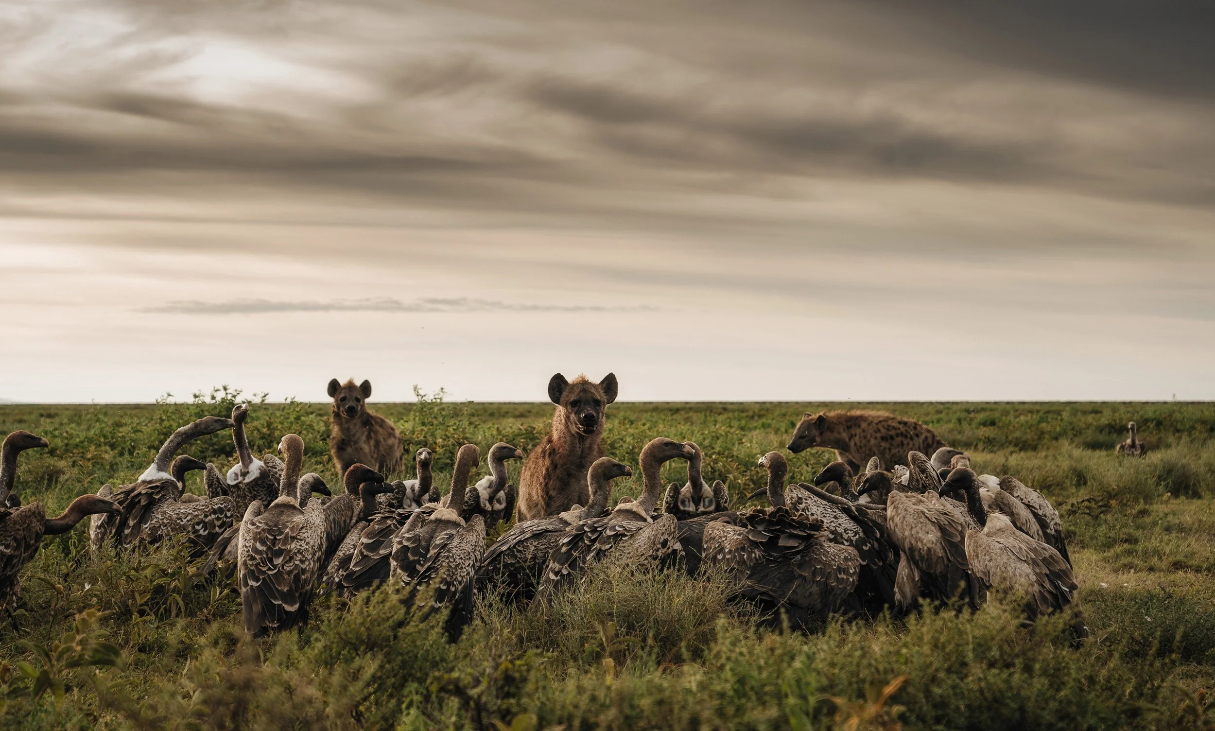 group-of-vultures-and-hyenas-in-the-serengeti.jpg