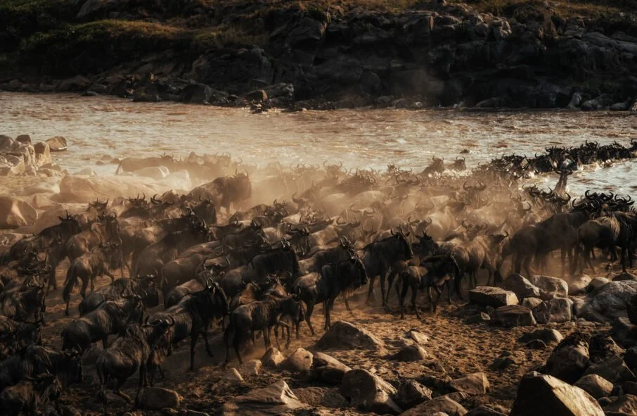 a-herd-of-wildebeest-crossing-a-river_wresized_w906.jpg