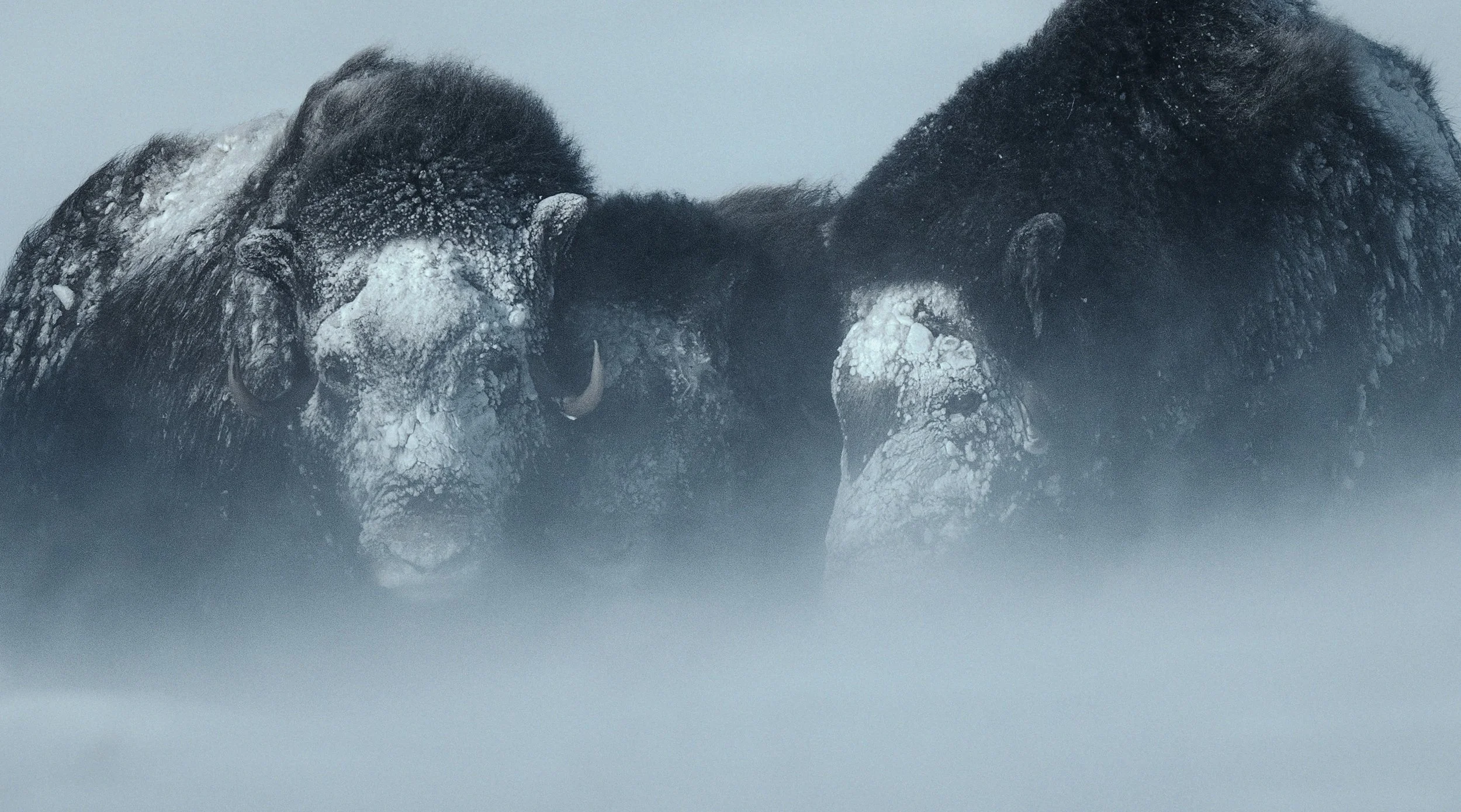 muskox - 12.jpg
