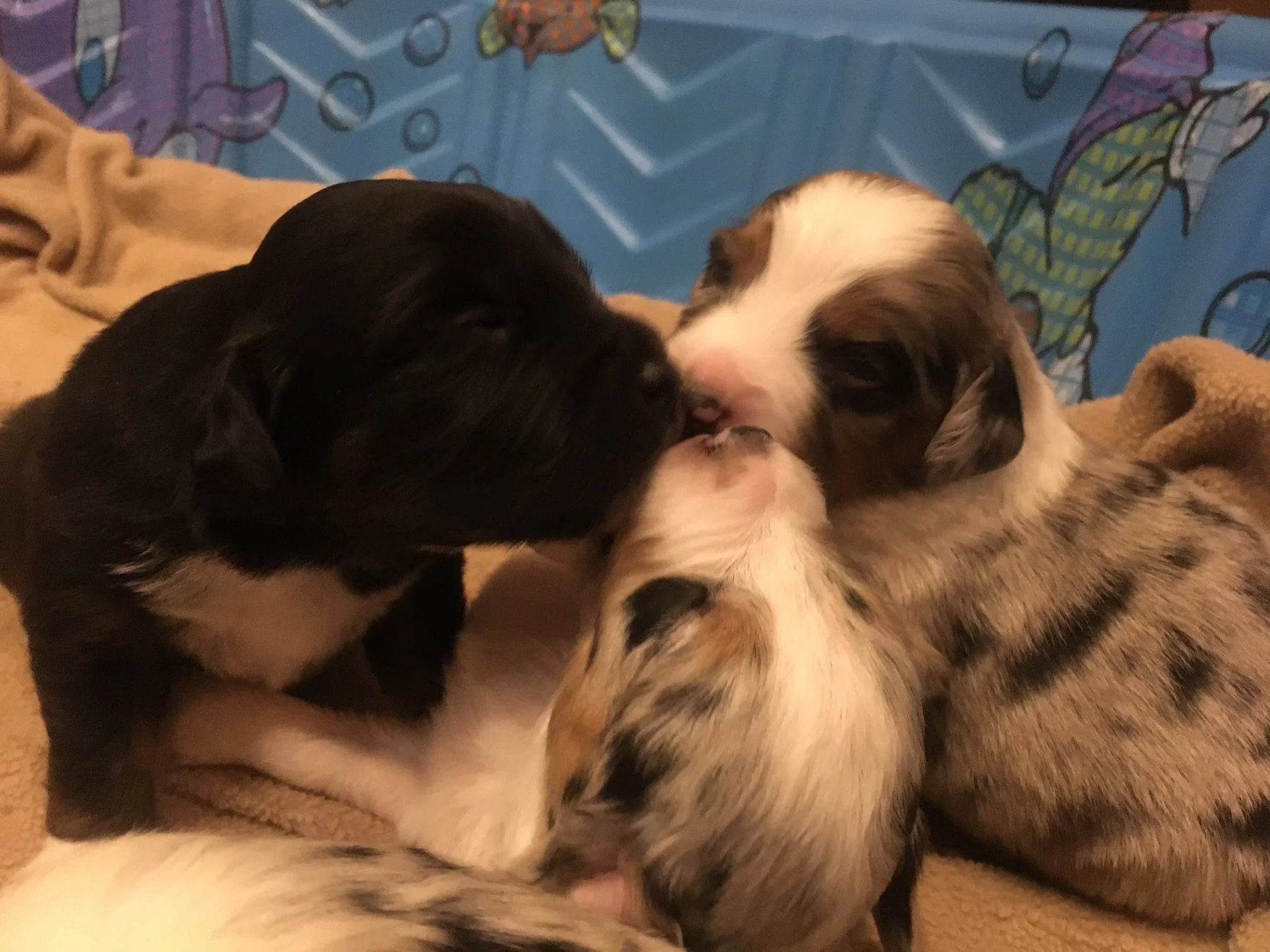 Two puppies, one black and the other a merle, snuggling together on a blanket, with a colorful cartoon background.