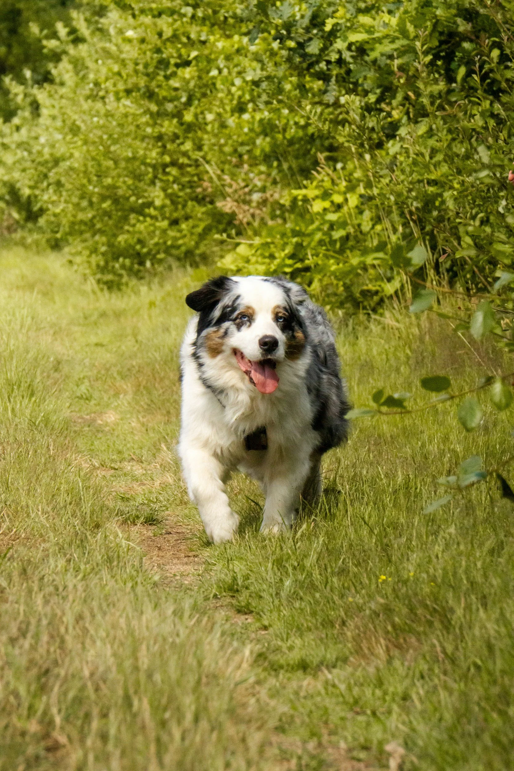 An Australian Shepherd dog walking on a grassy trail surrounded by green foliage and bushes.