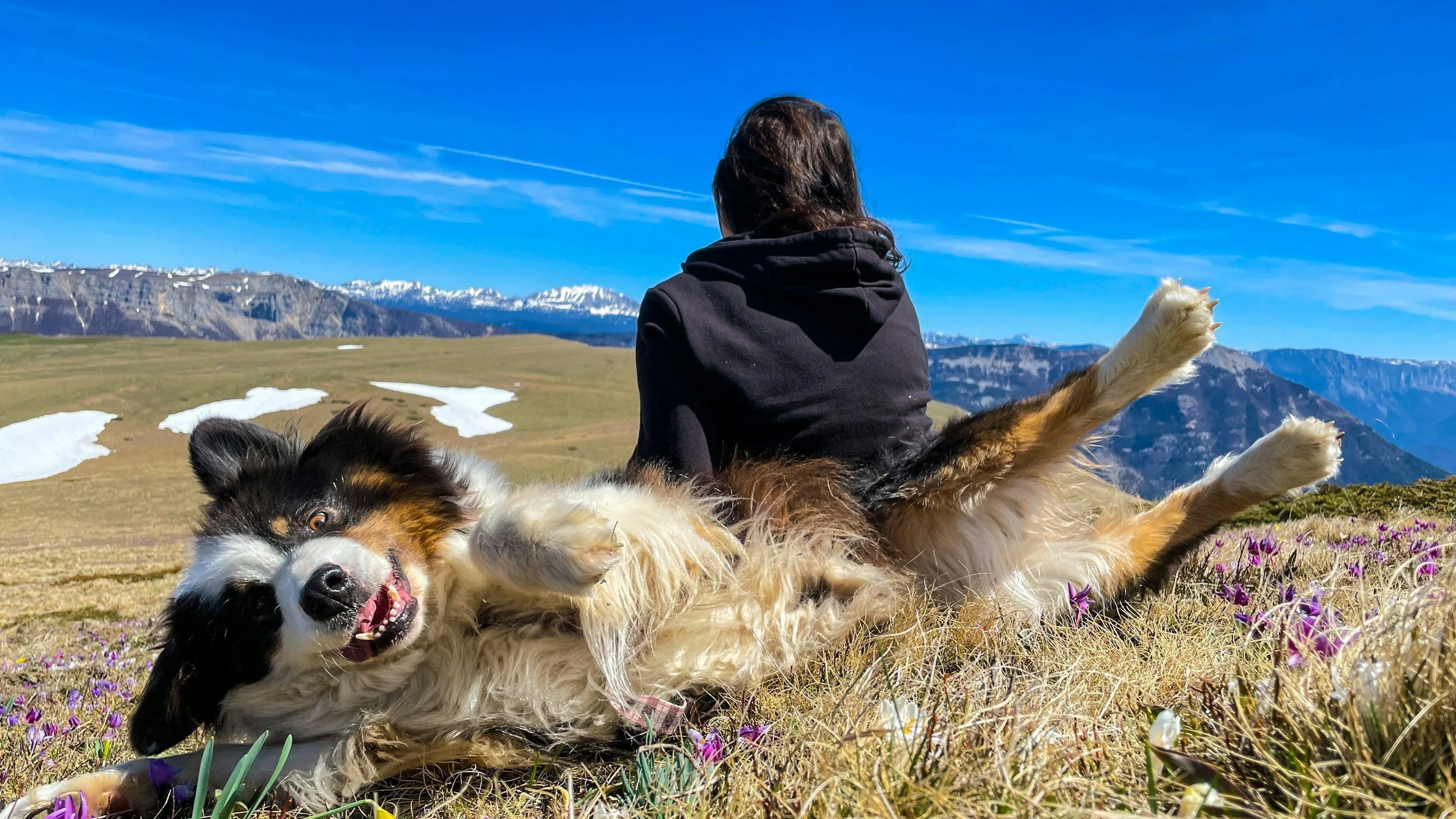 Person in black hoodie sitting on grassy mountain meadow with alpines and snow-capped peaks in the background, beside a playful Australian Shepherd dog lying on its back with its legs in the air, among purple and white wildflowers on a sunny day.
