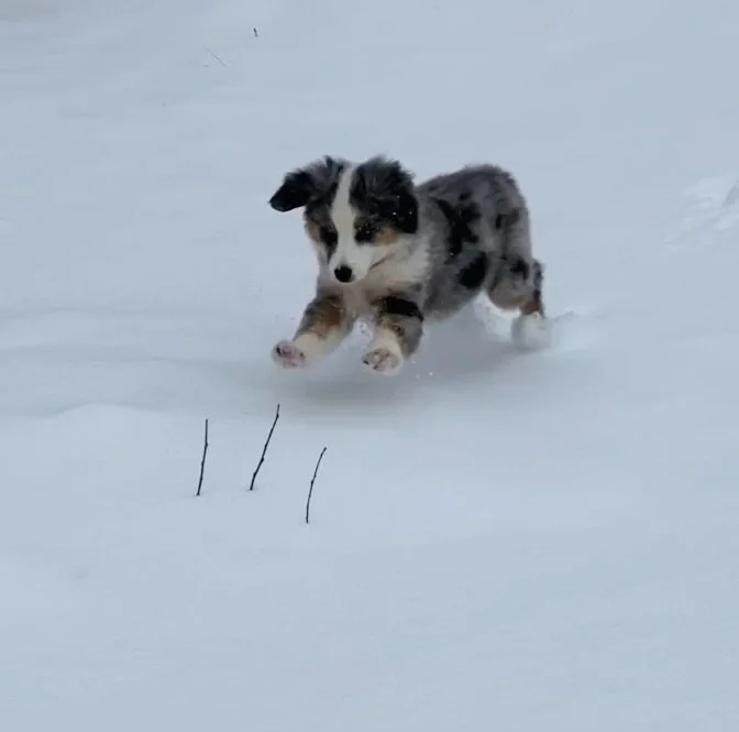 A blue merle mini aussie puppy running through the snow with small sticks in the foreground.
