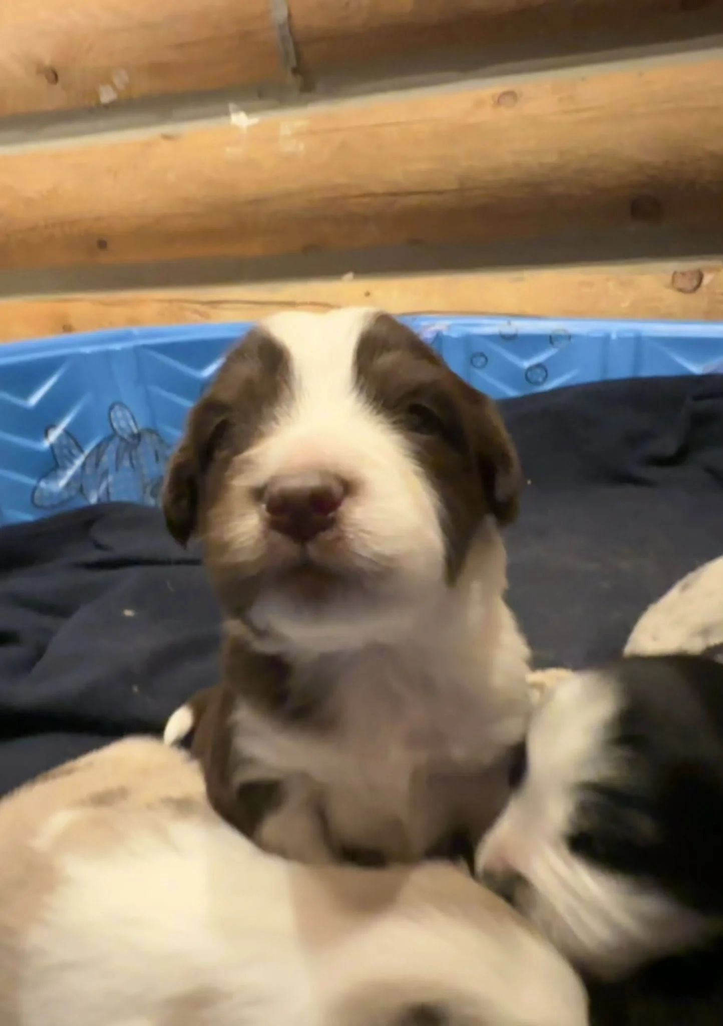 Close-up of a red tri mini aussie puppy with closed eyes, sitting in a playpen, with other puppies around it.