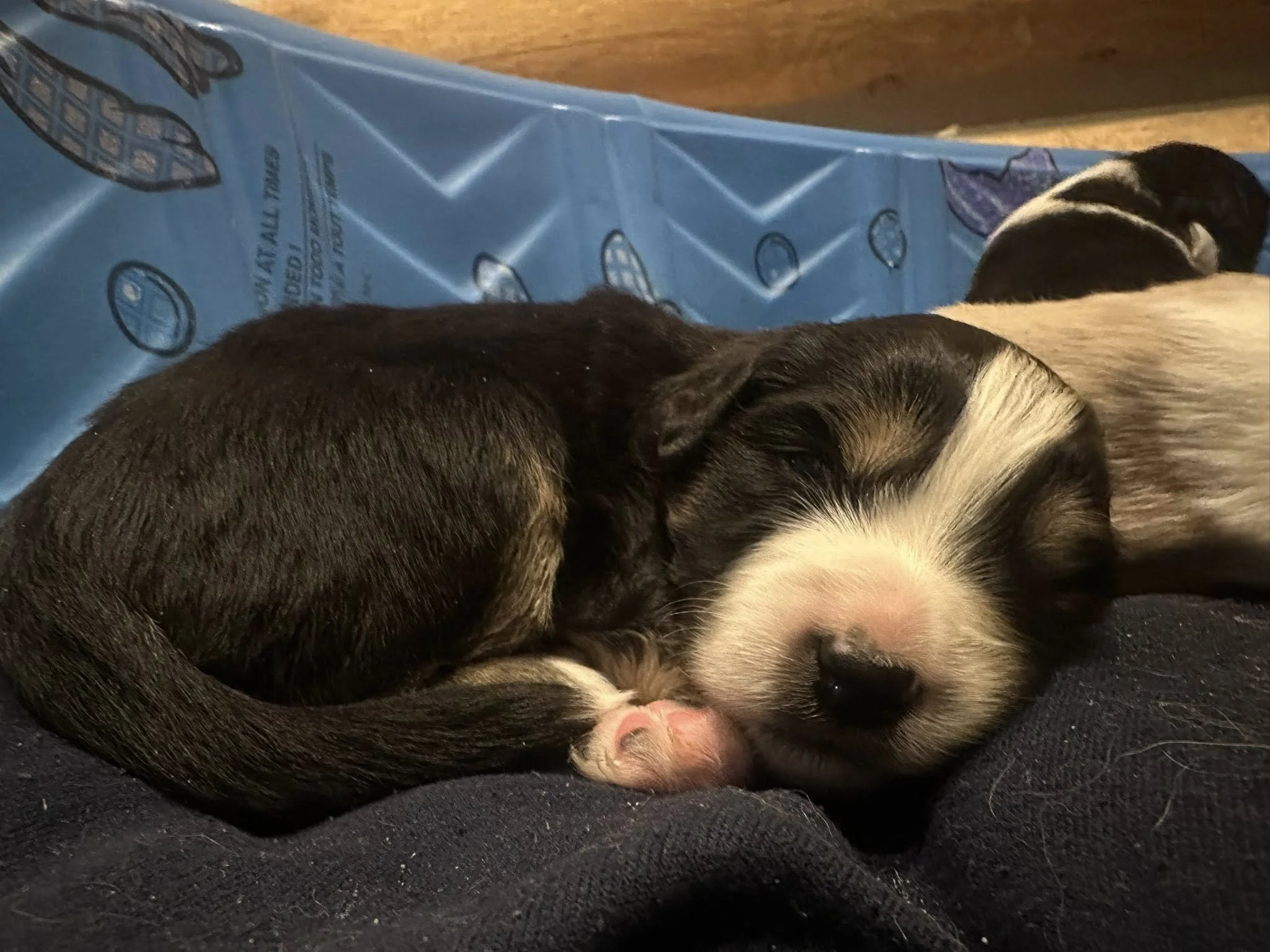 Two sleeping mini aussie puppies, one tan and black and the other black and white, resting on a dark cloth surface with a blue plastic container in the background.
