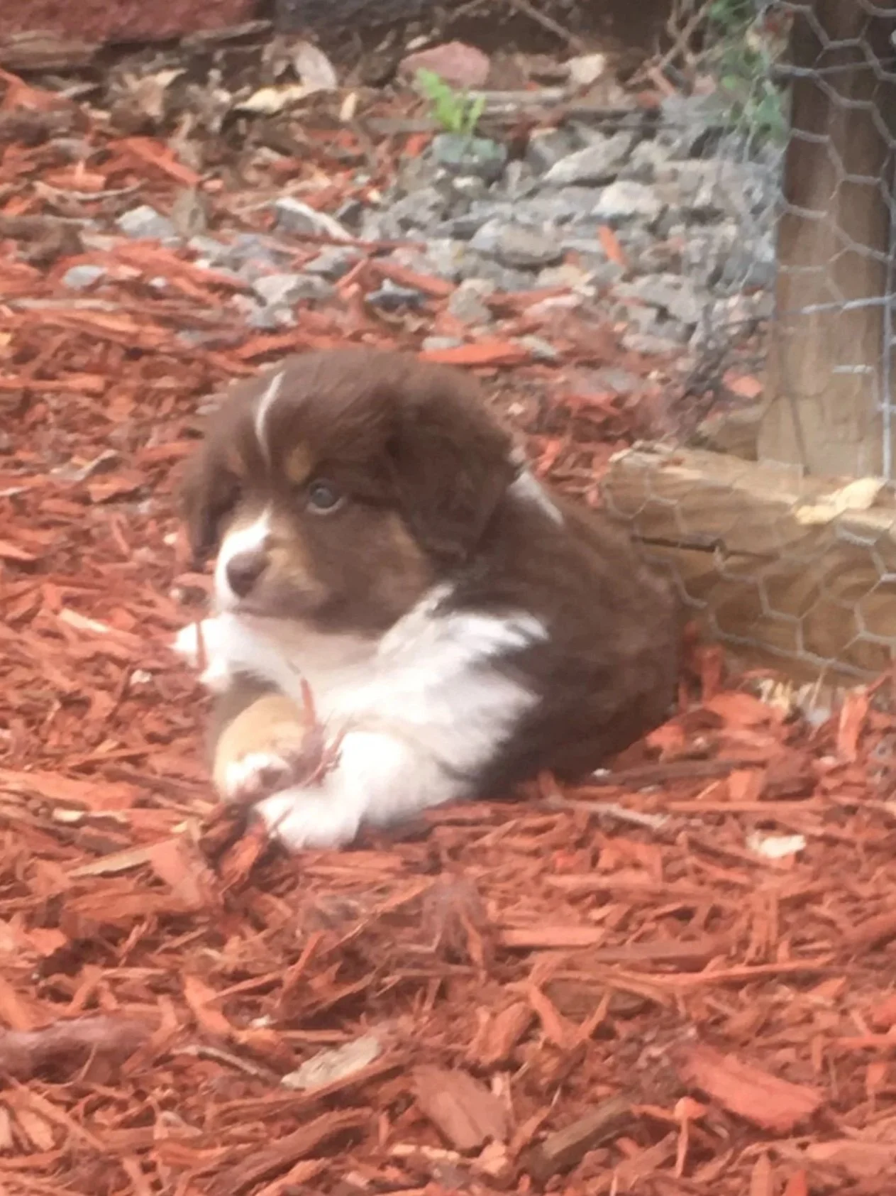 A red tri mini aussie puppy lying on red mulch outside near a wire fence, with rocks and small plants in the background.