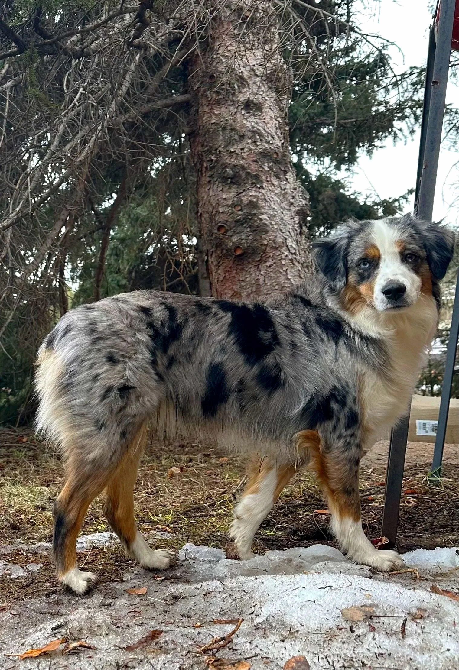 An Australian Shepherd puppy with a merle coat and blue eyes standing on dirt and snow near a pine tree outdoors.